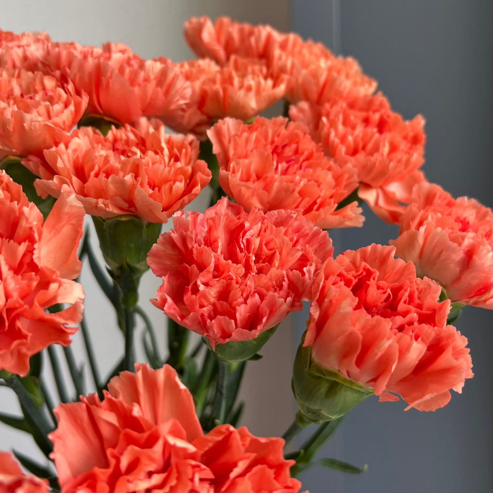 Carnations - Hermes Orange