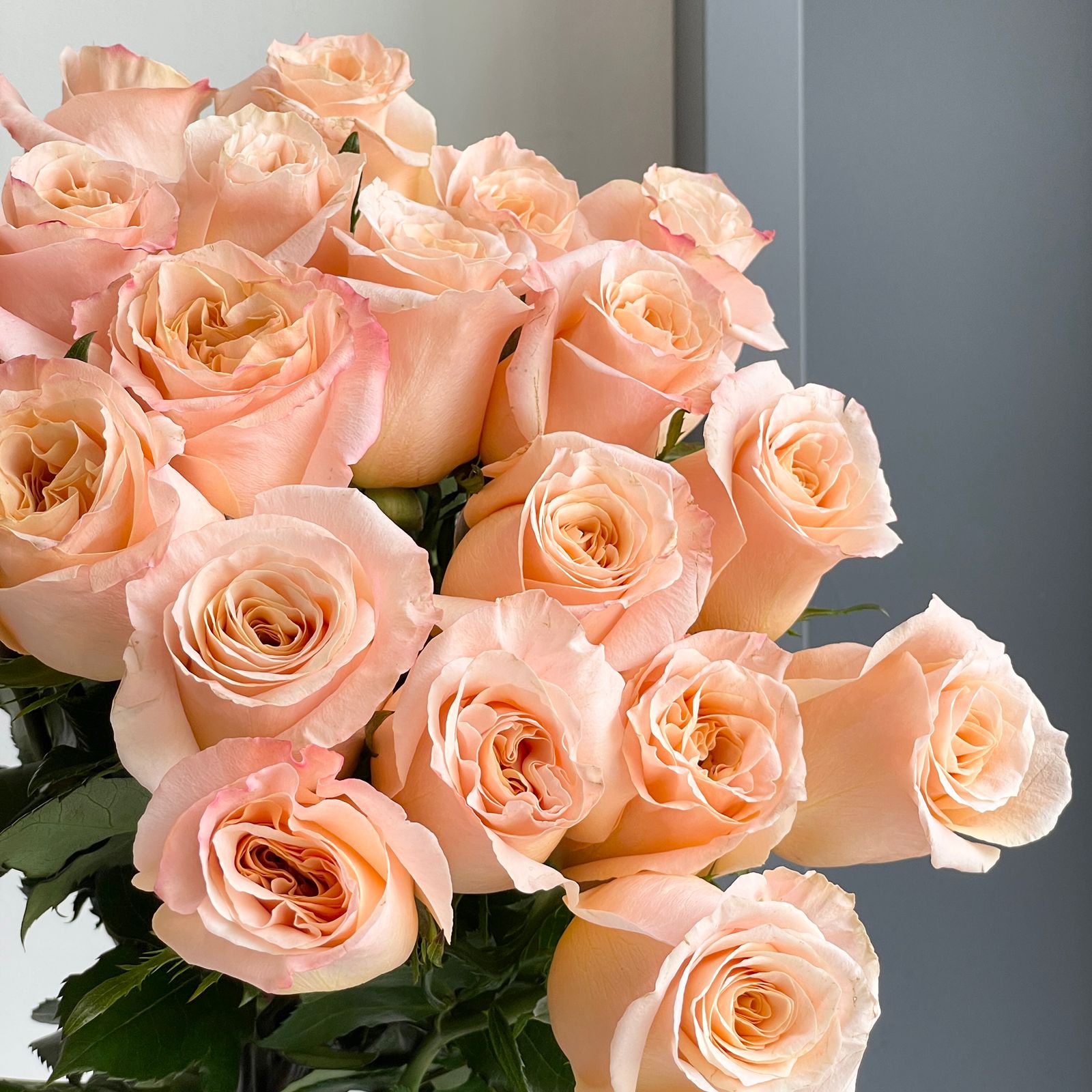 Roses - Shimmer Peach (Long Stems)