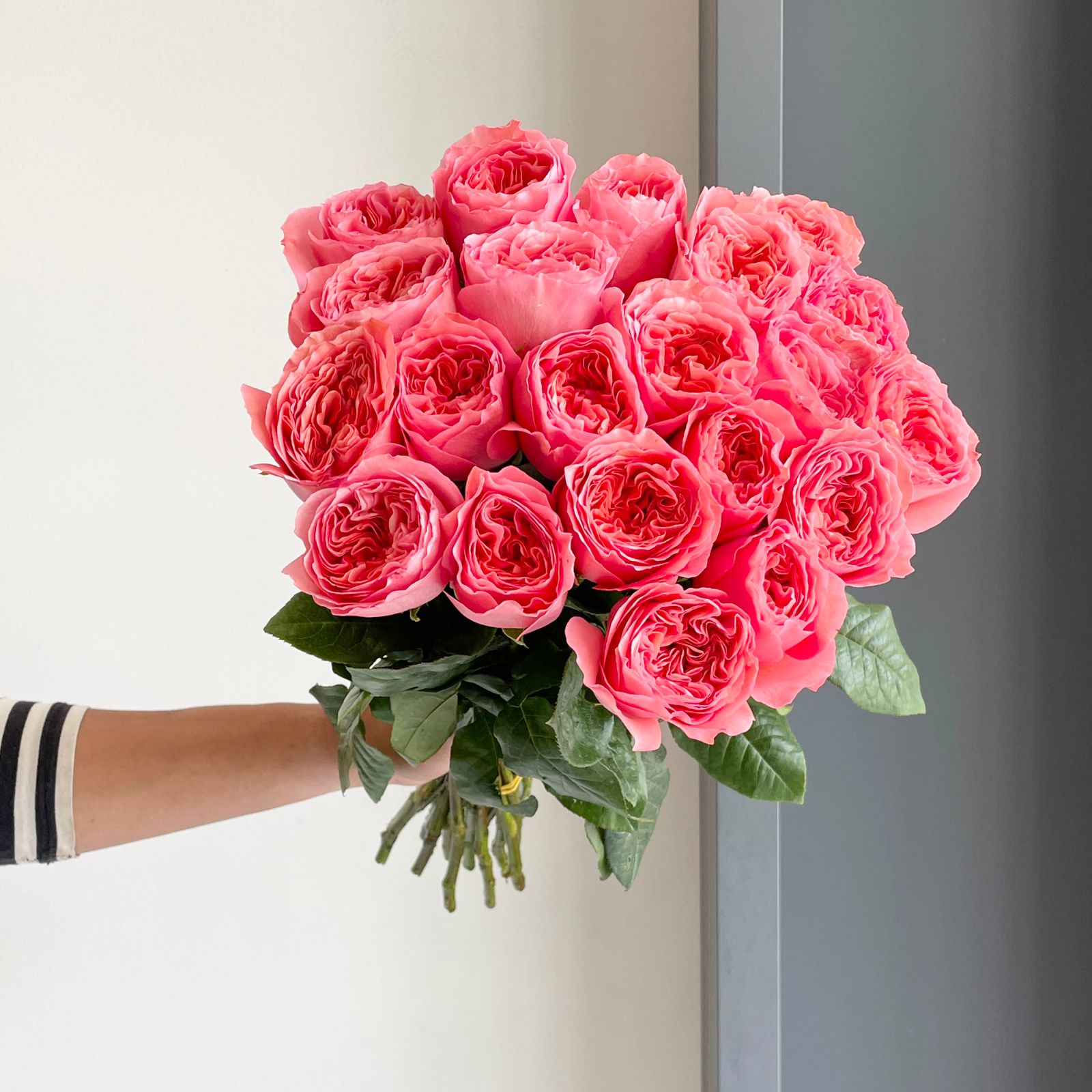 Roses - Candy Expression