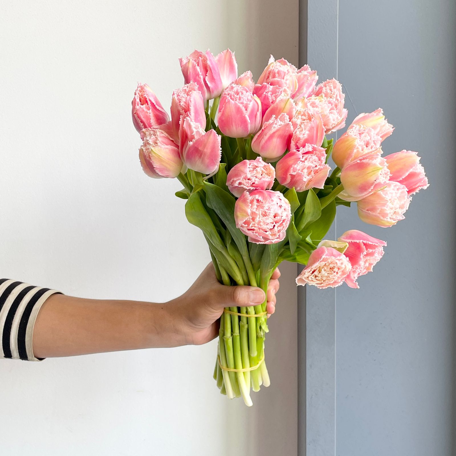 Tulips Frilled - Queensland