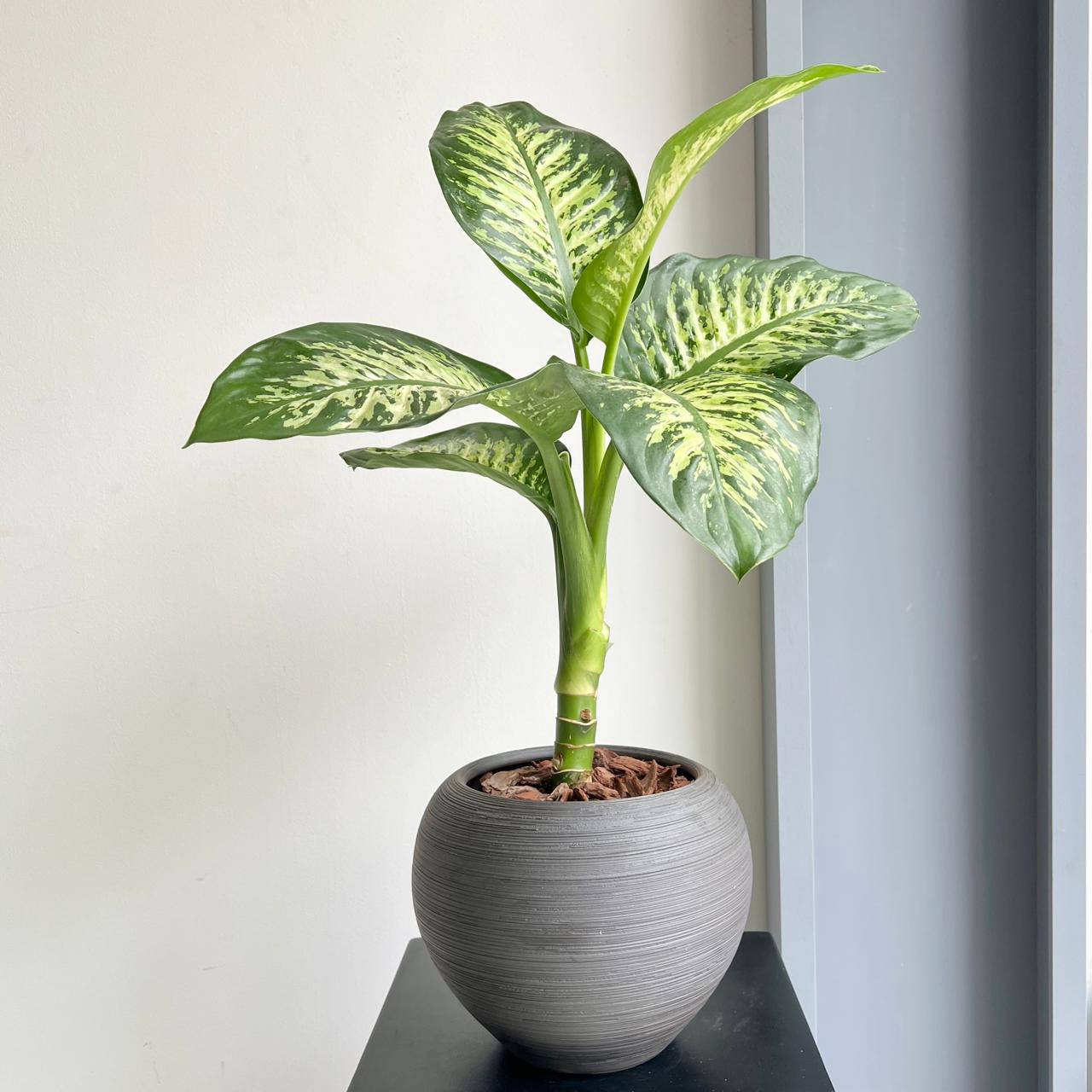 Leopard Lily Plant (Dieffenbachia)