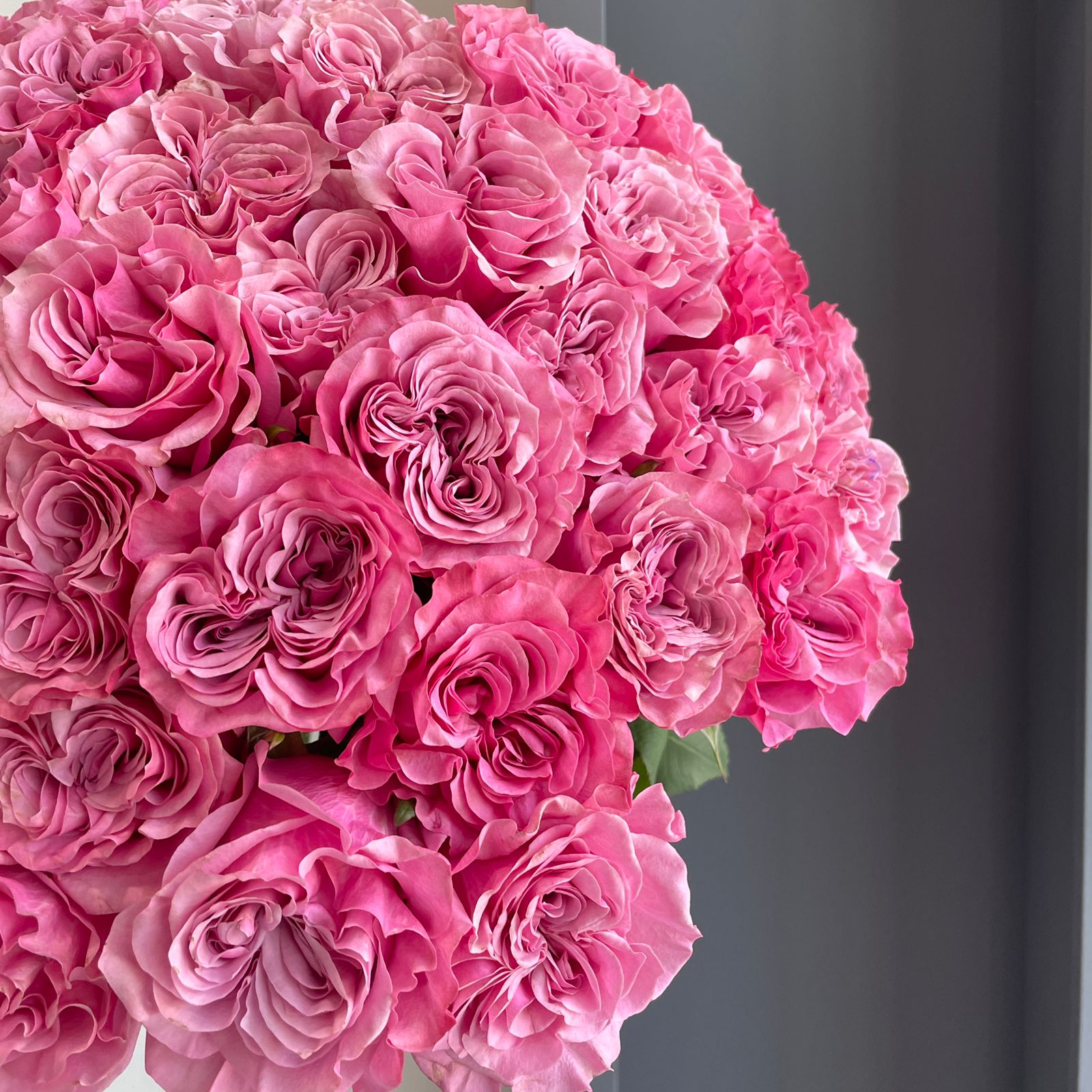 Roses - Country Blues Purple (50-Stem Bunch)