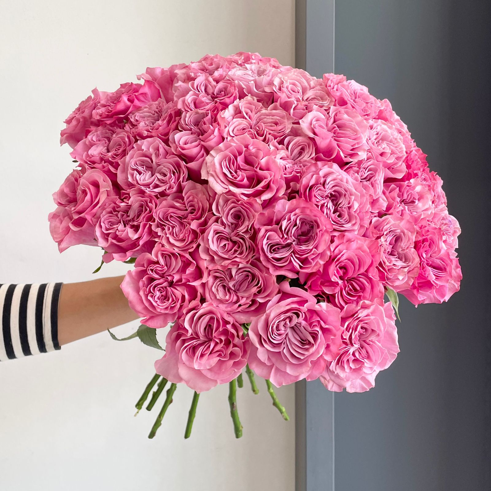 Roses - Country Blues Purple (50-Stem Bunch)