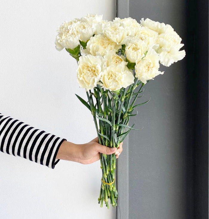Florette_RODAS_Creme_Carnations_Fancy_market_flowers_2022