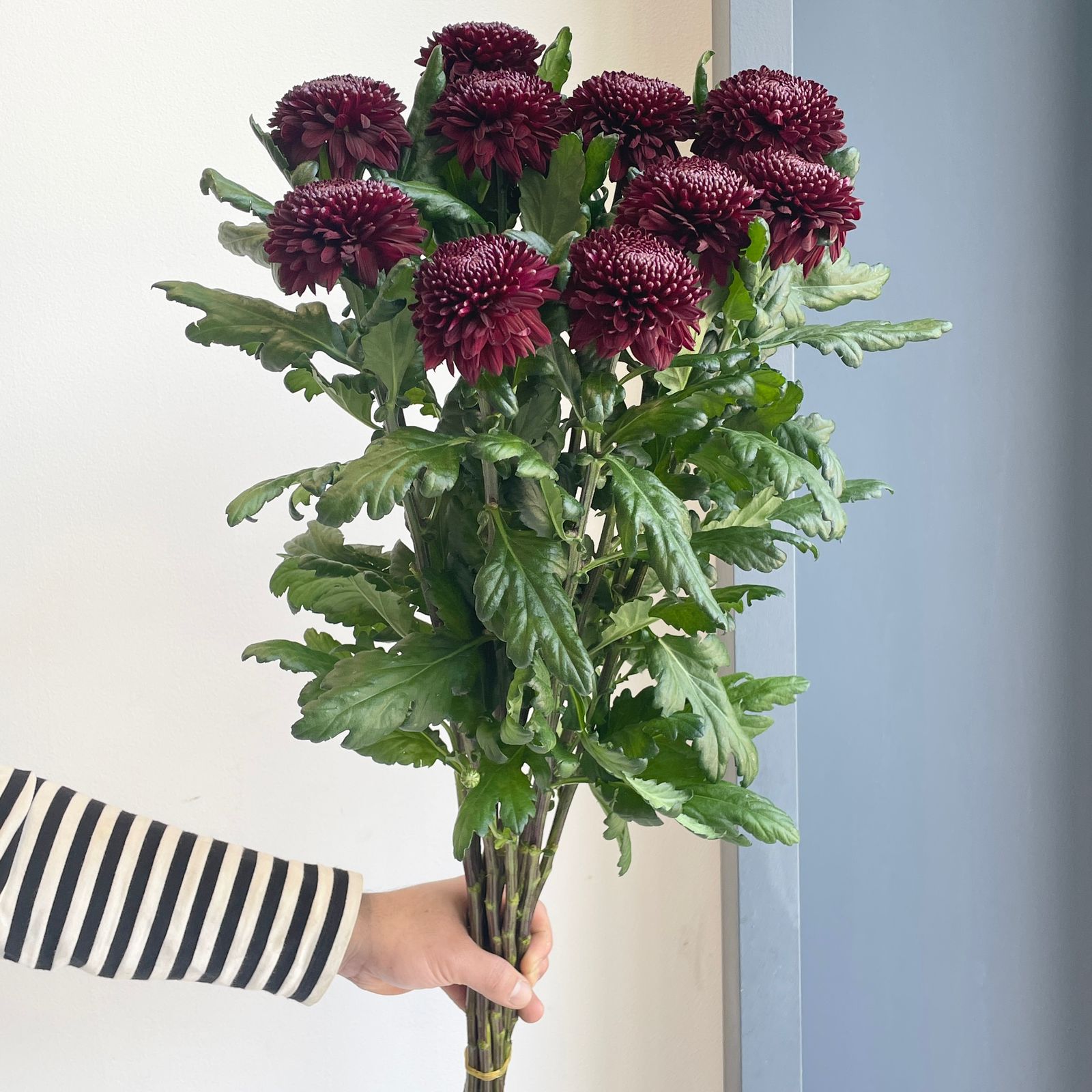 Chrysanthemums - Poker Burgundy/Purple