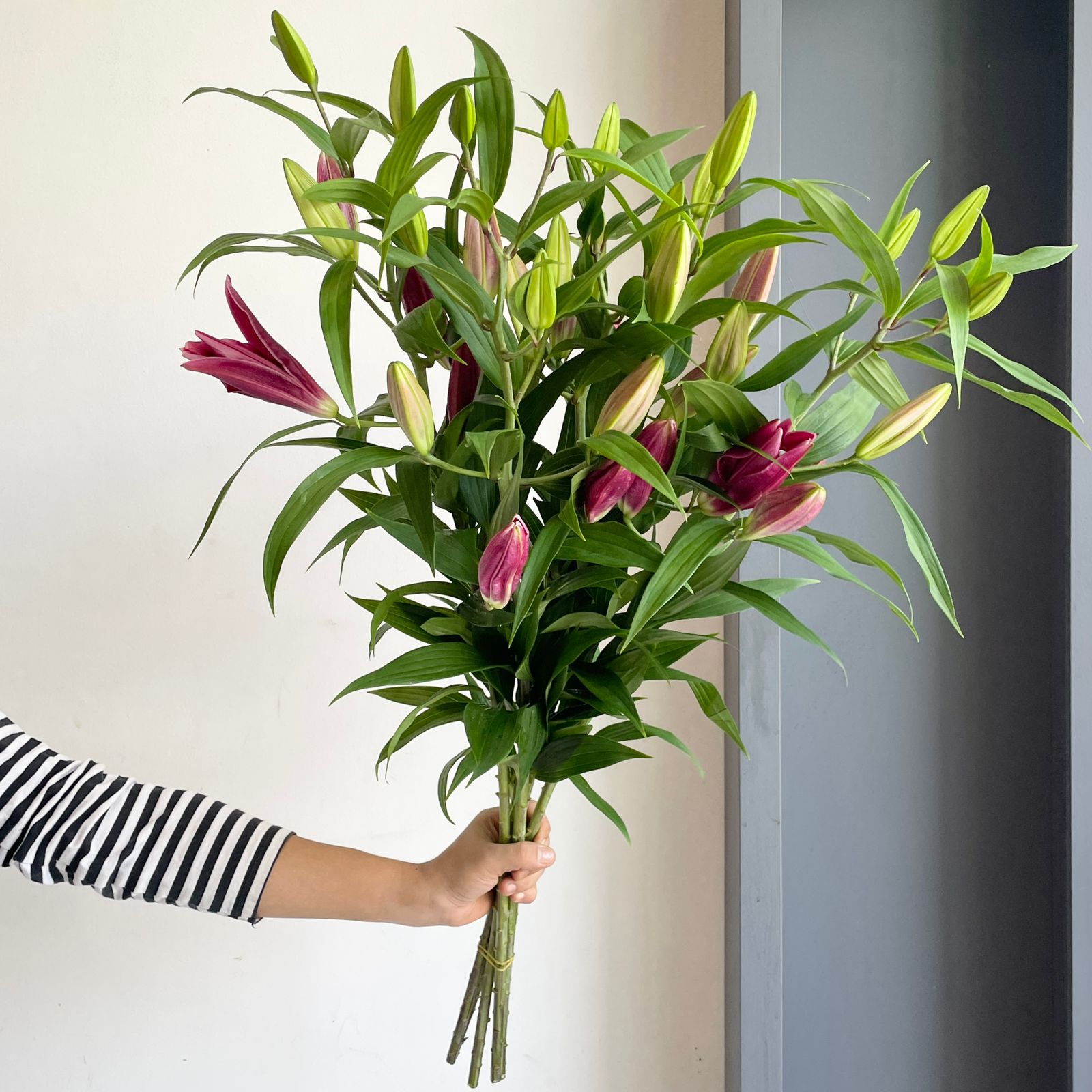 Lilies Oriental - Scorpio Red