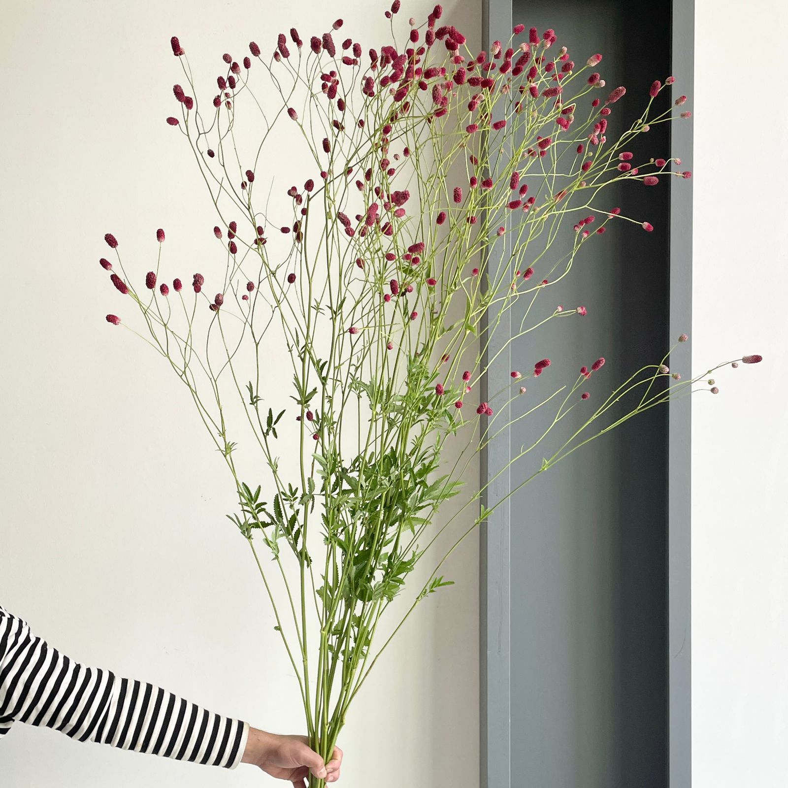 Sanguisorba of Arnhem Xl