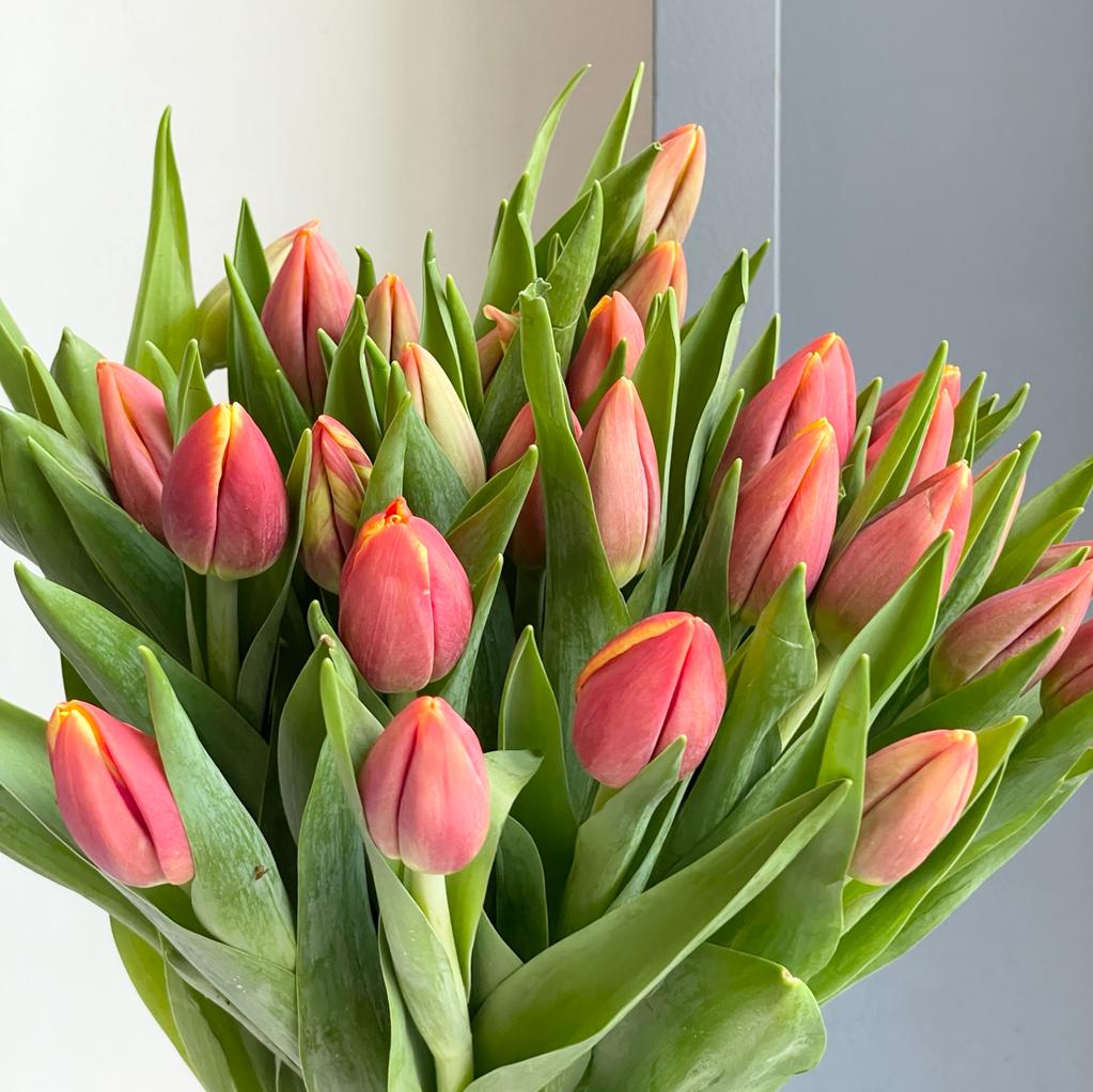 Tulips - Replay Red-Yellow