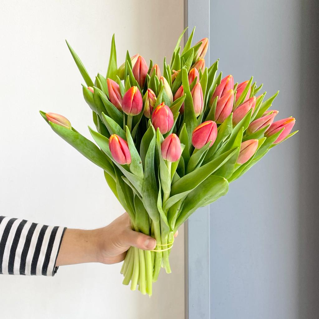 Tulips - Replay Red-Yellow