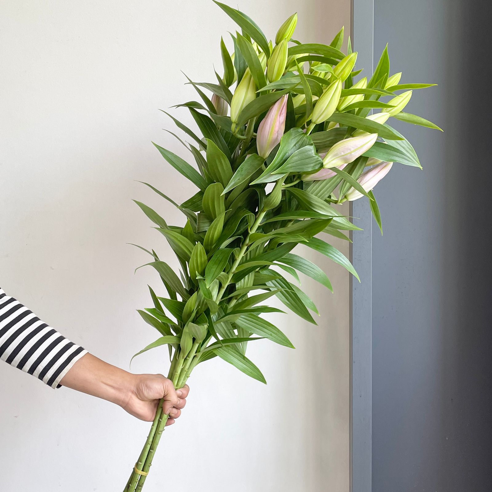 Lilies Oriental - Vendome Rose Pink