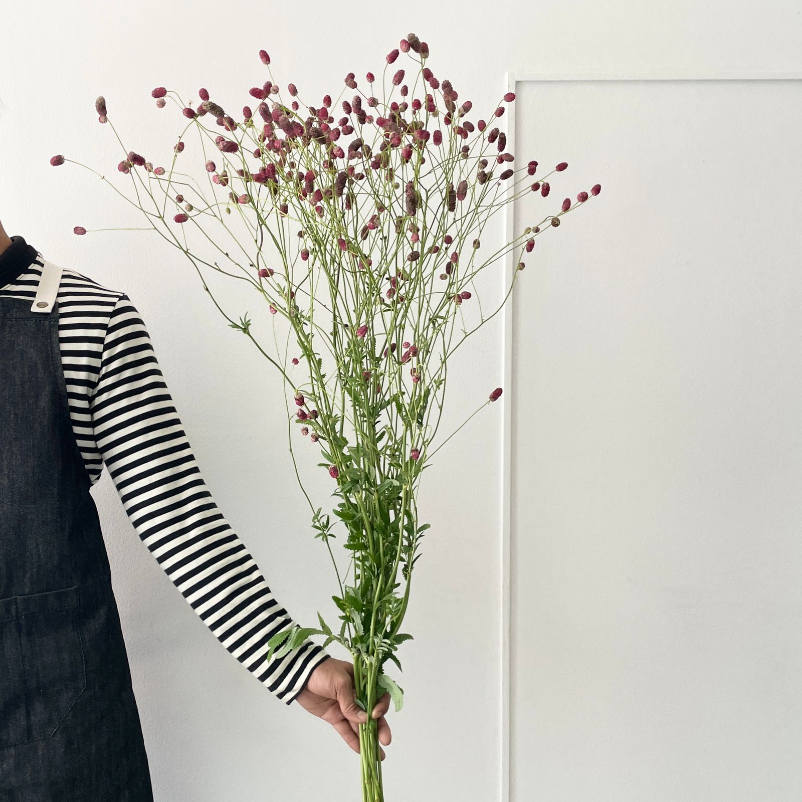 Sanguisorba Arnhem Extra