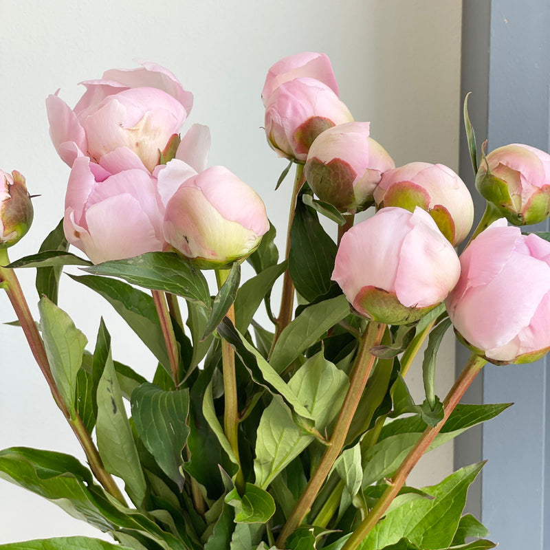 Peonies - Pecher Soft Pink (Long Stem)