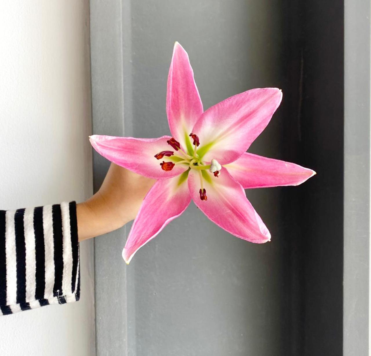 Lilies Orientpet - Tabledance Pink
