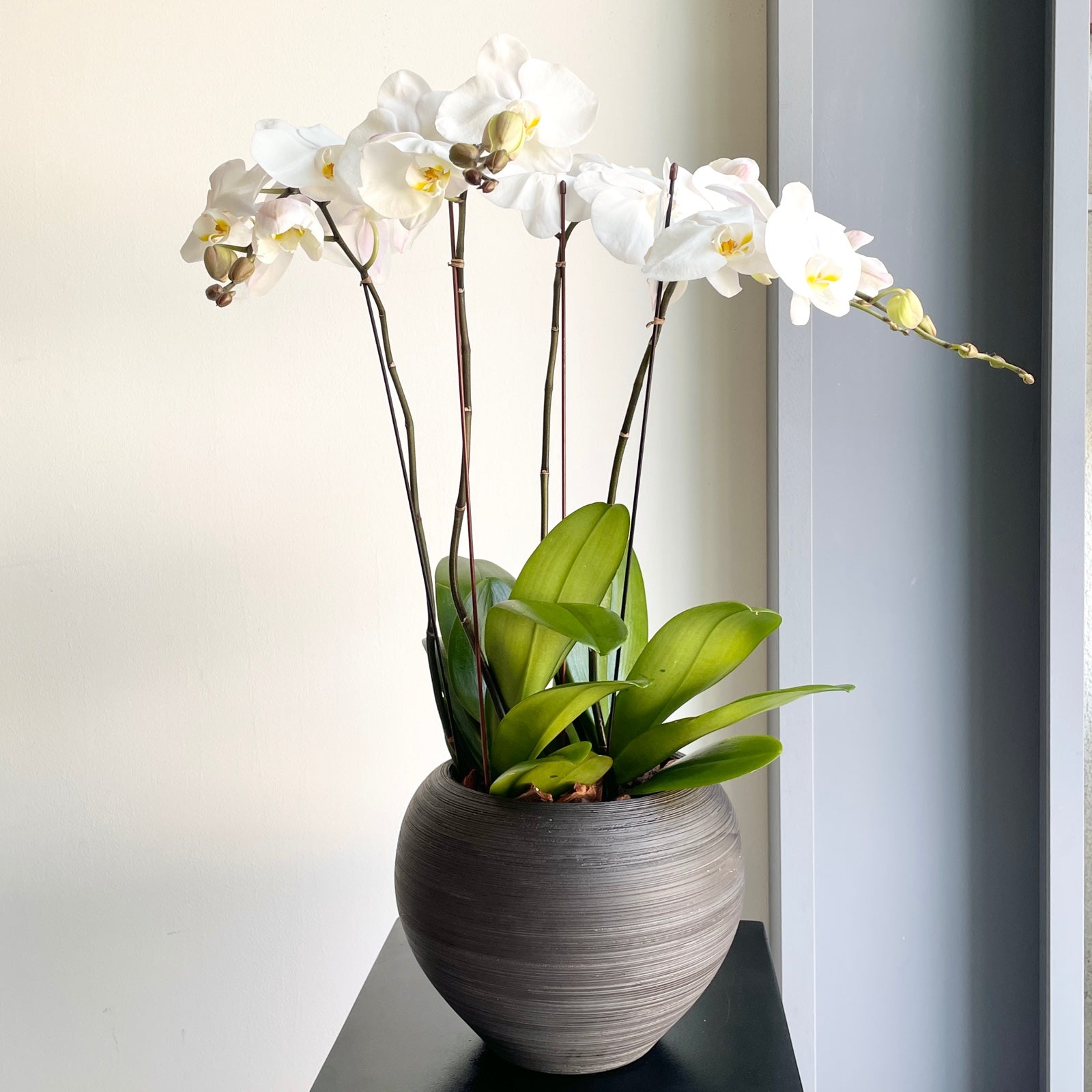 Phalaenopsis Plant Double - White