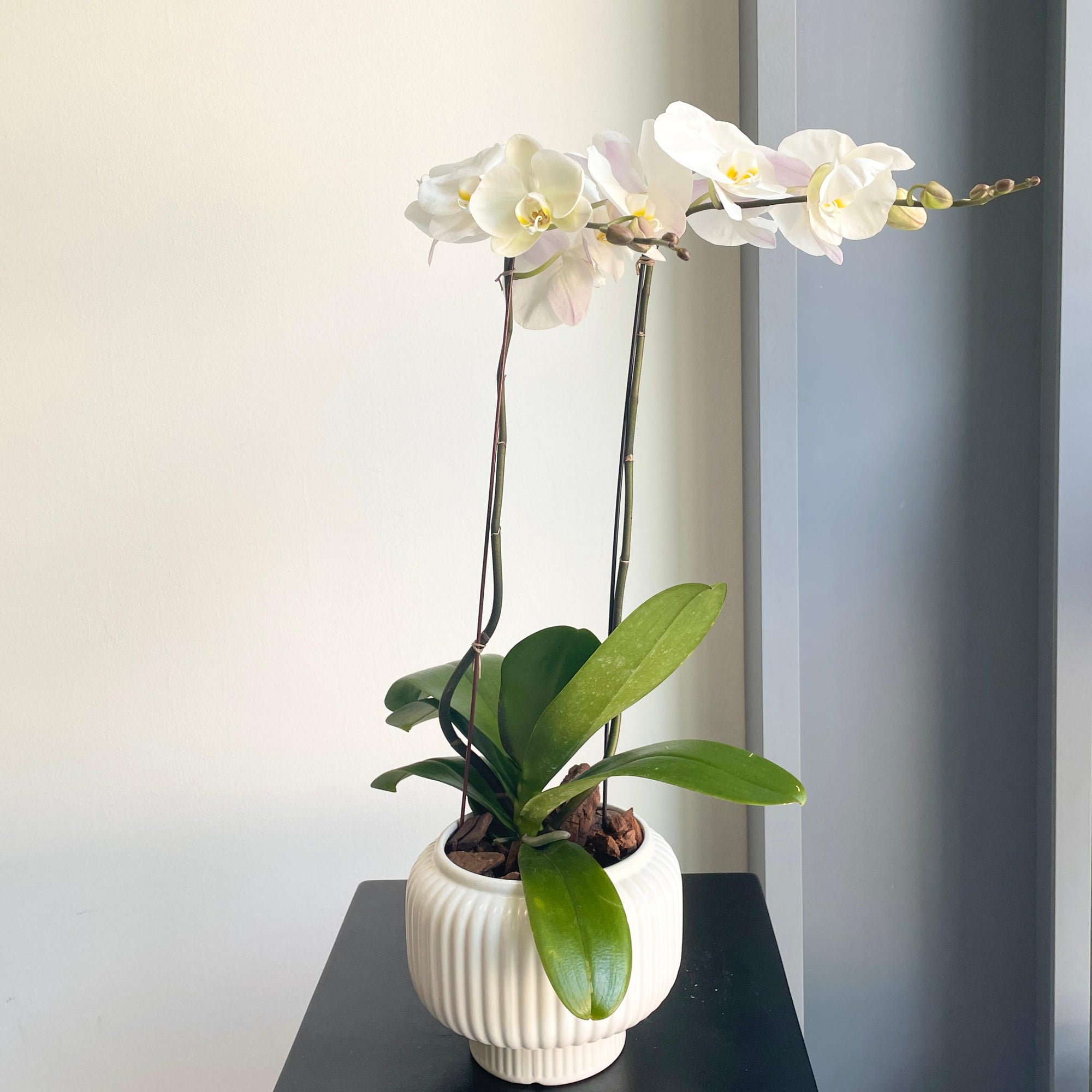 Phalaenopsis Plant Double - White