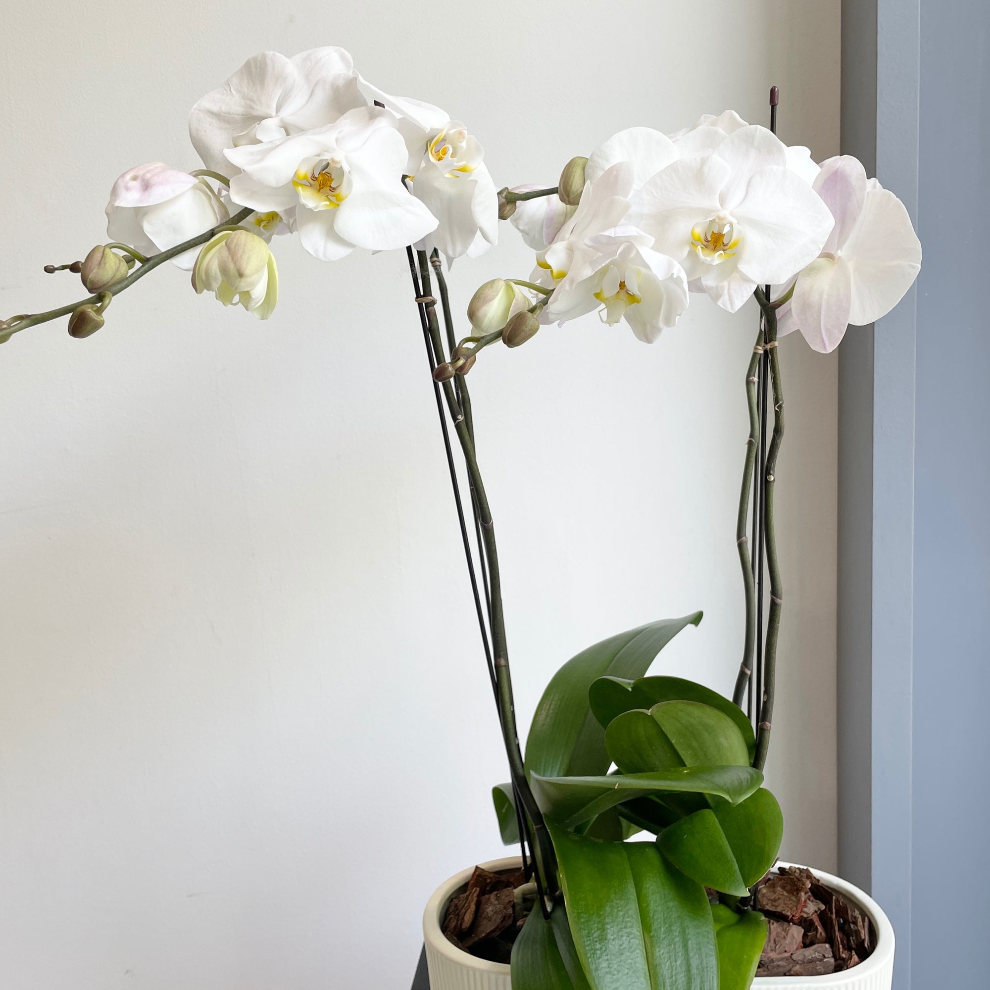 Phalaenopsis Plant - White (Cream Ceramic Pot)