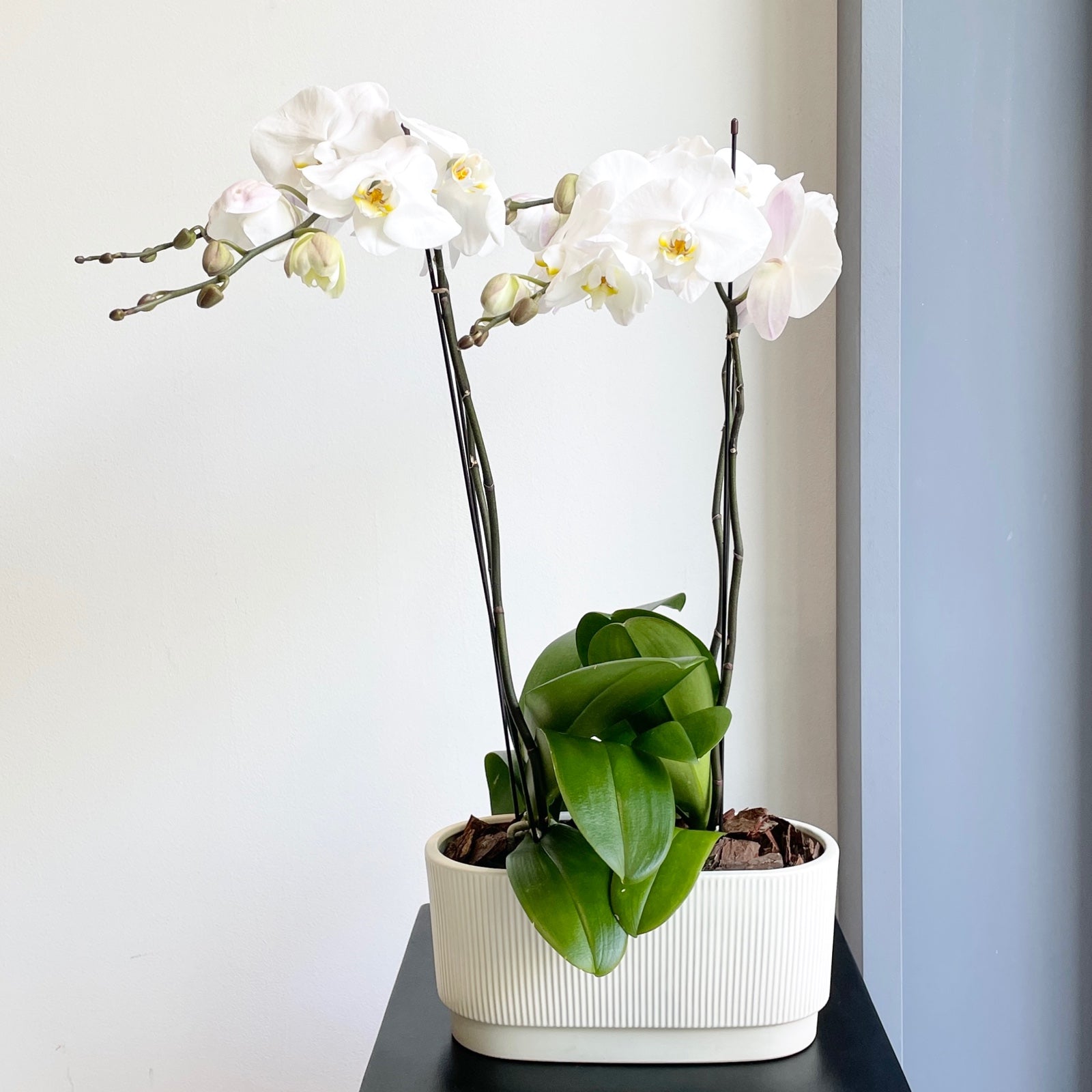 Phalaenopsis Plant - White (Cream Ceramic Pot)