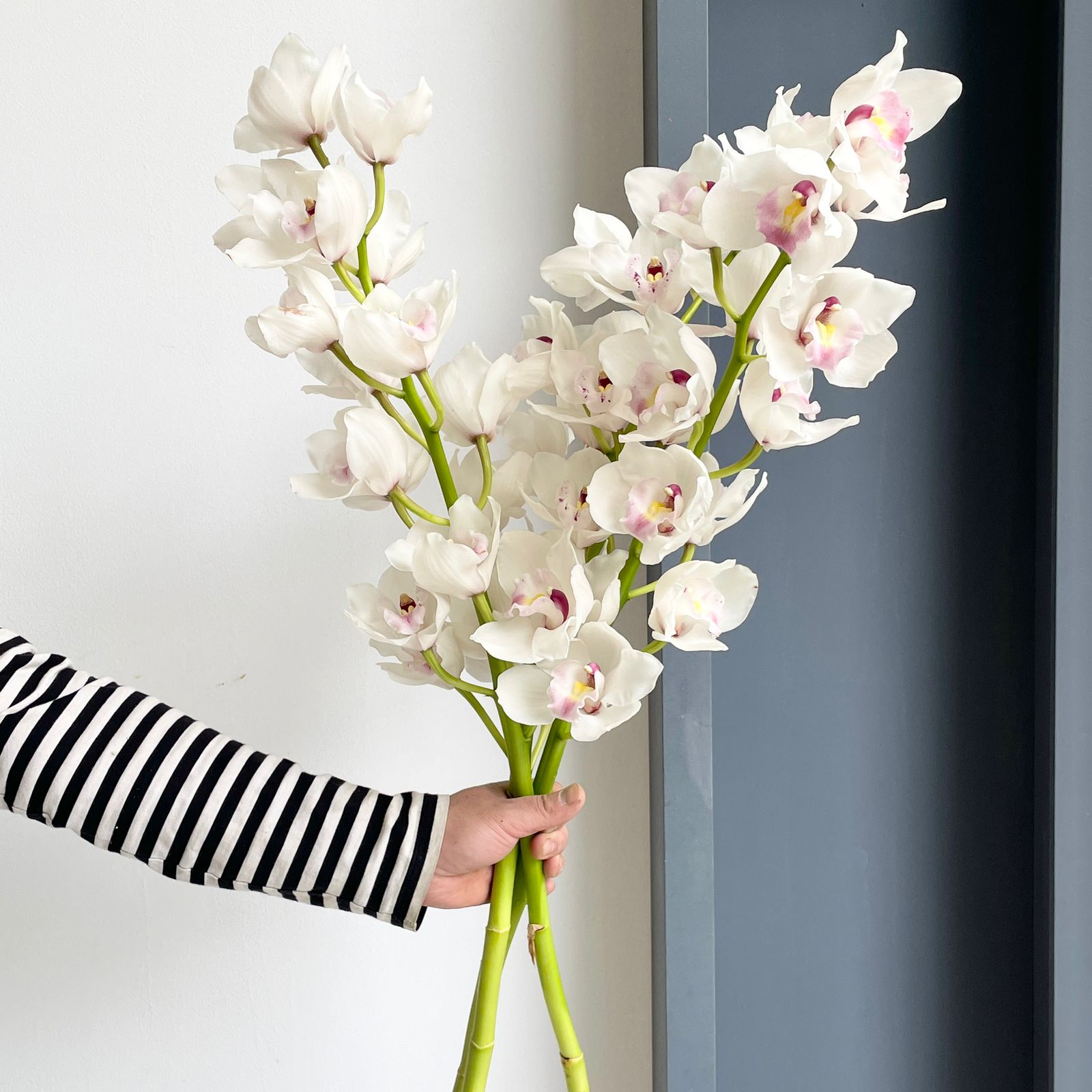 Cymbidium Orchids - Dos Pueblos White