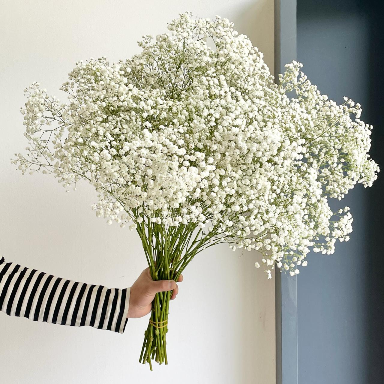 Gypsophilas Excellence White