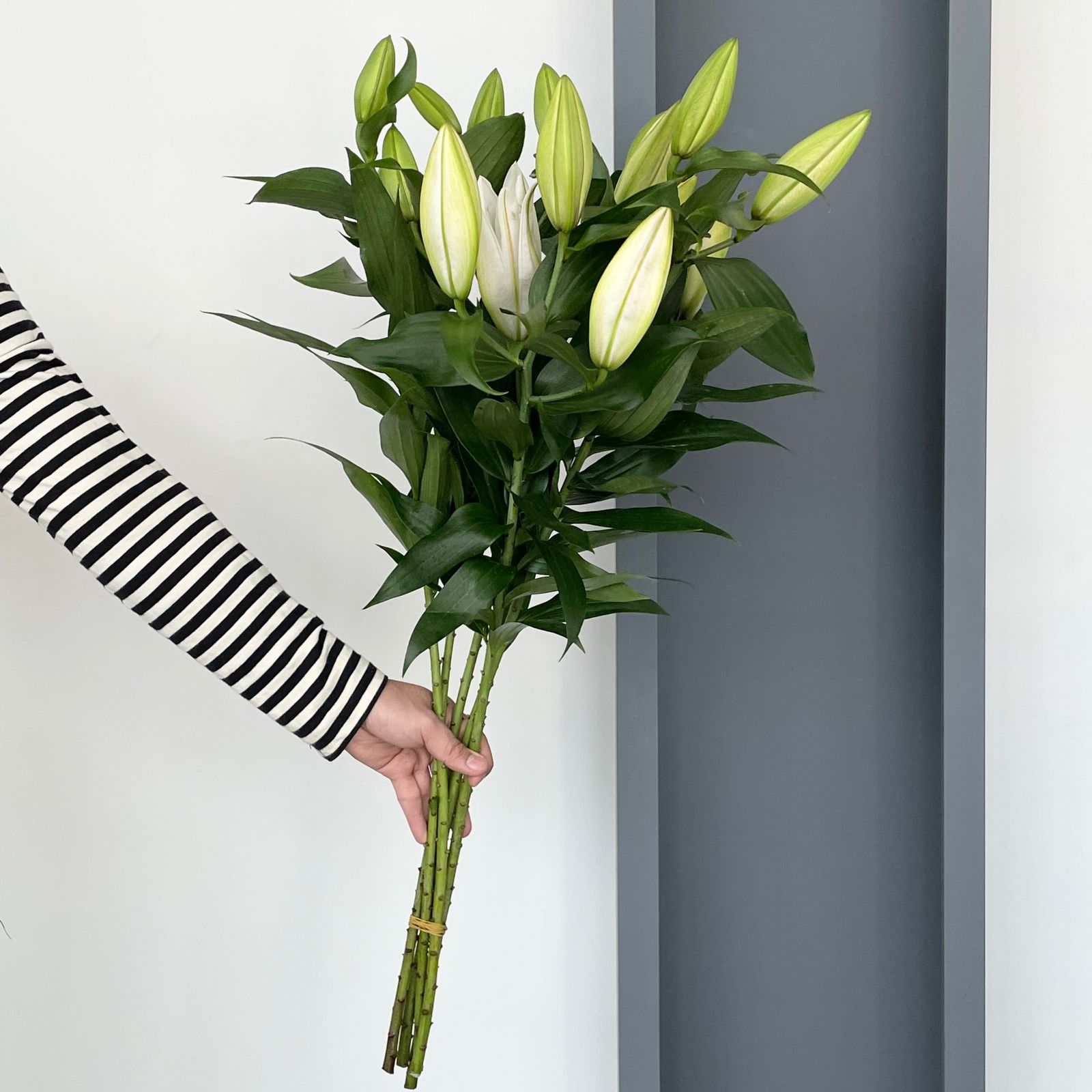 Lilies Orientpet - Oracle White