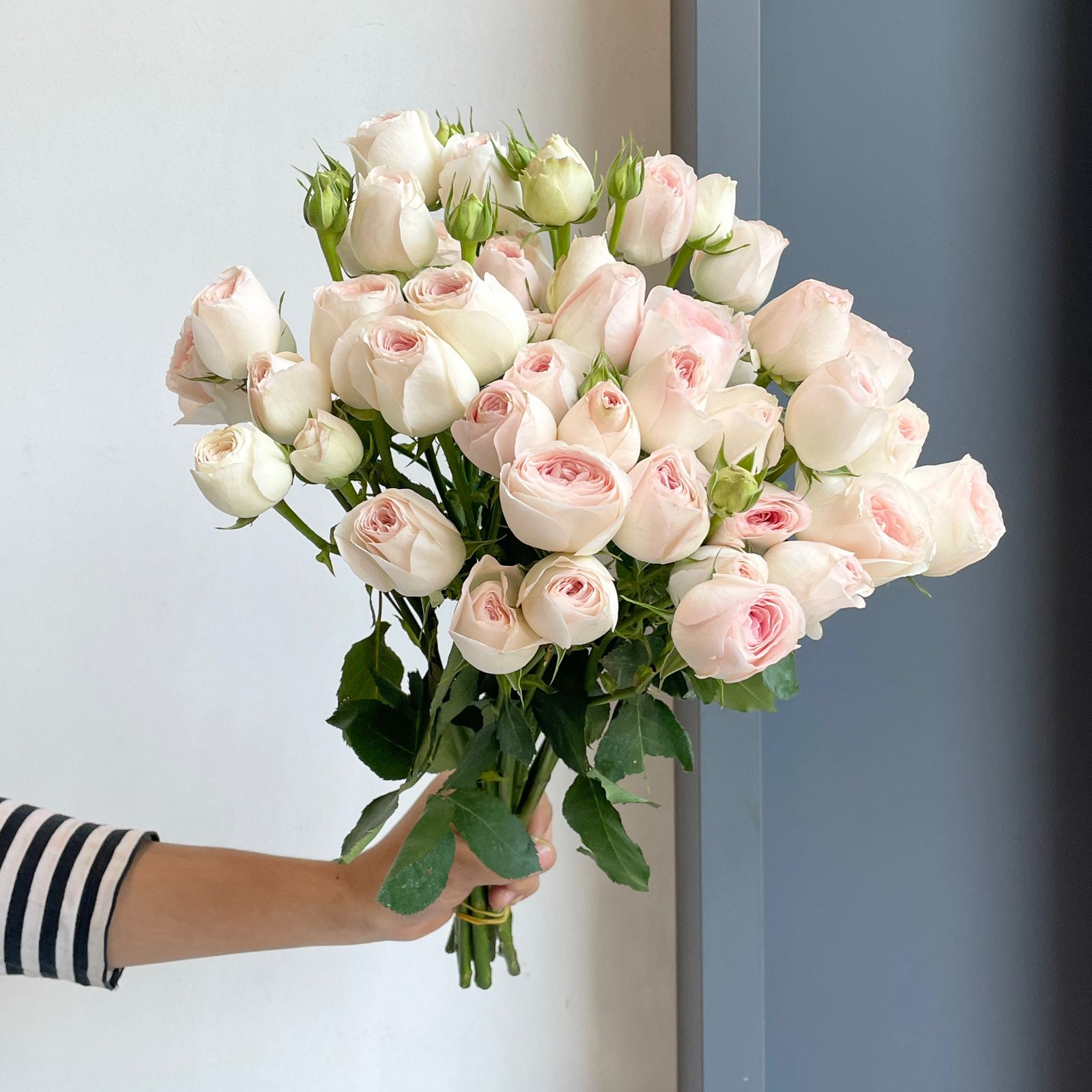 Spray Roses - Porcelain Lace White-Pink