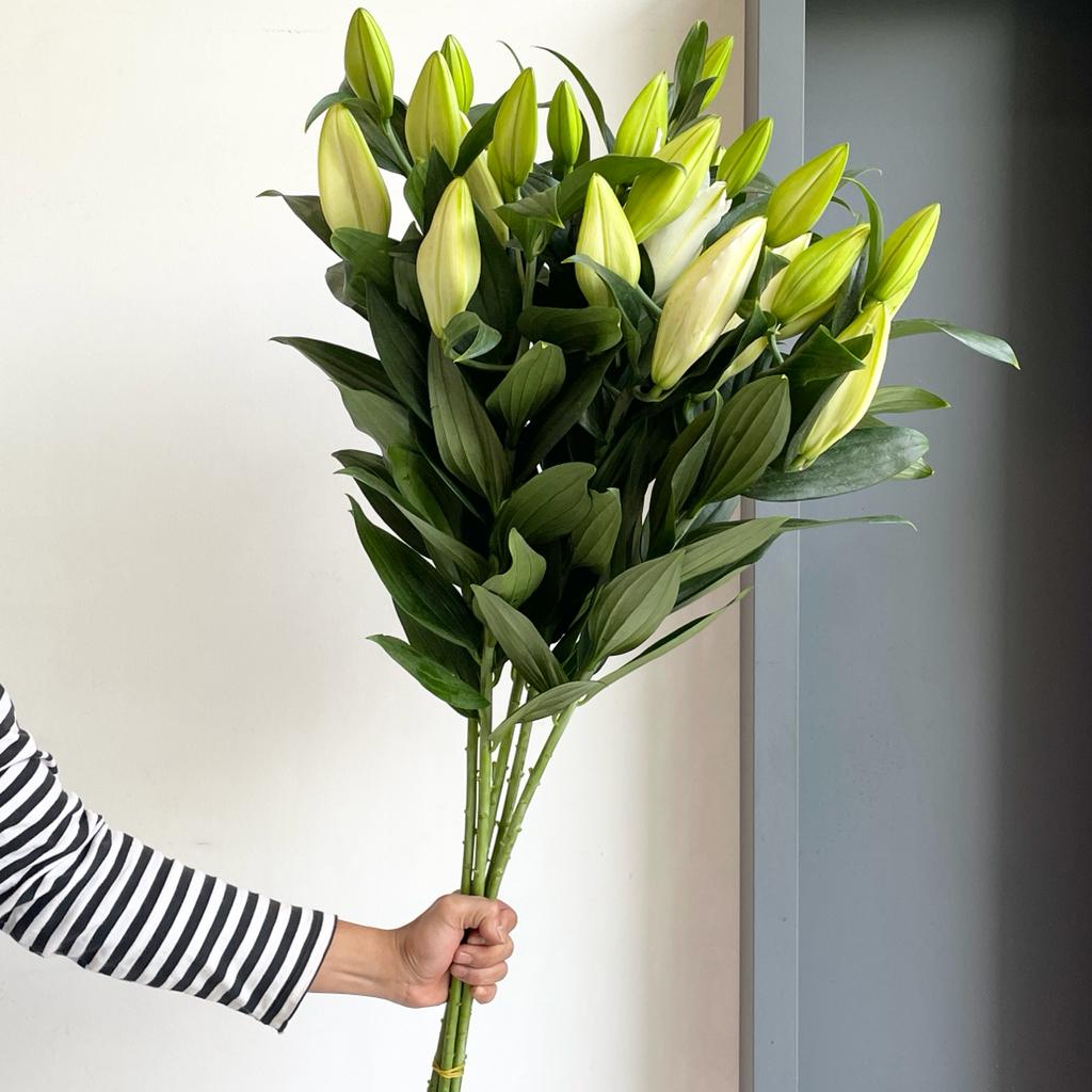Lilies Oriental - Riverdale White