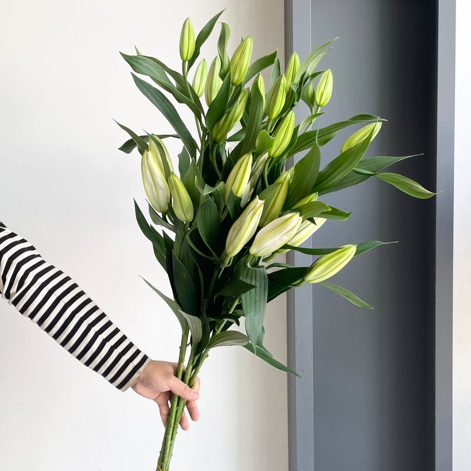 Lilies Oriental - Santander White