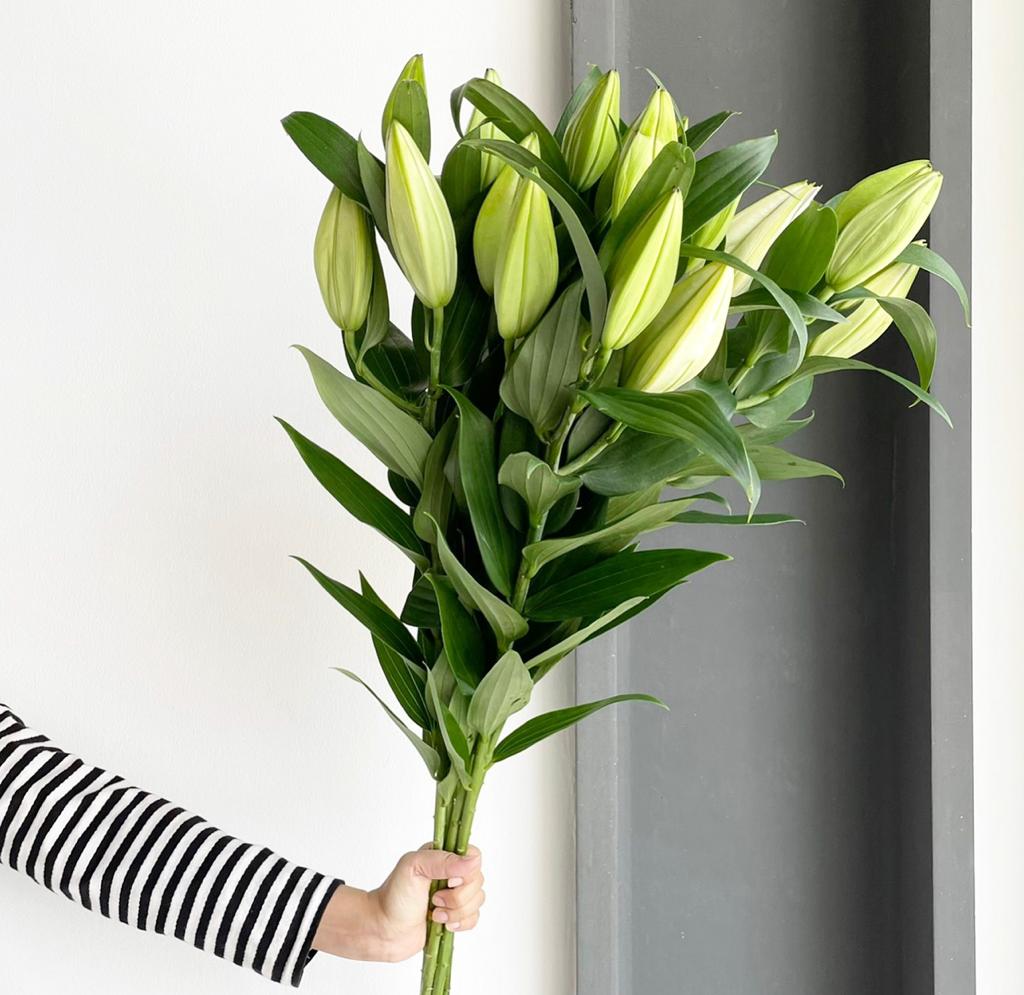 Lilies Oriental - Severn White