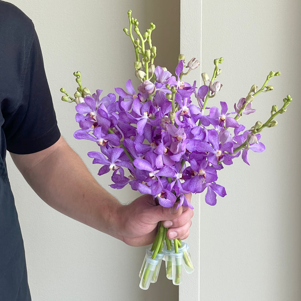 Mokara Orchids - Light Purple