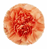 Hermes Orange Carnation Select