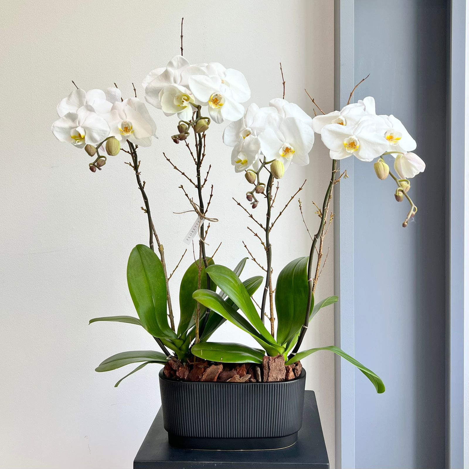 Phalaenopsis Plant - White