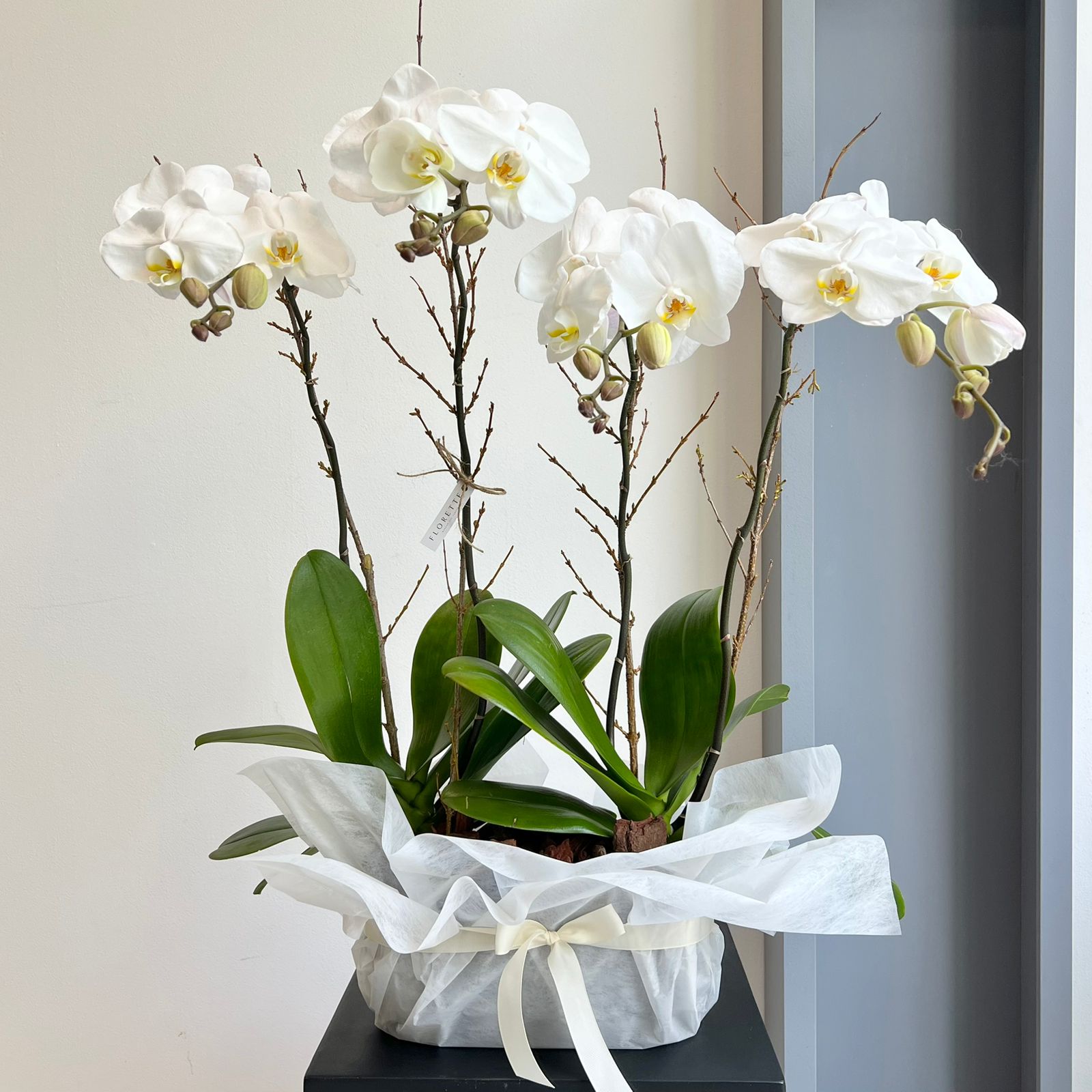 Phalaenopsis Plant - White