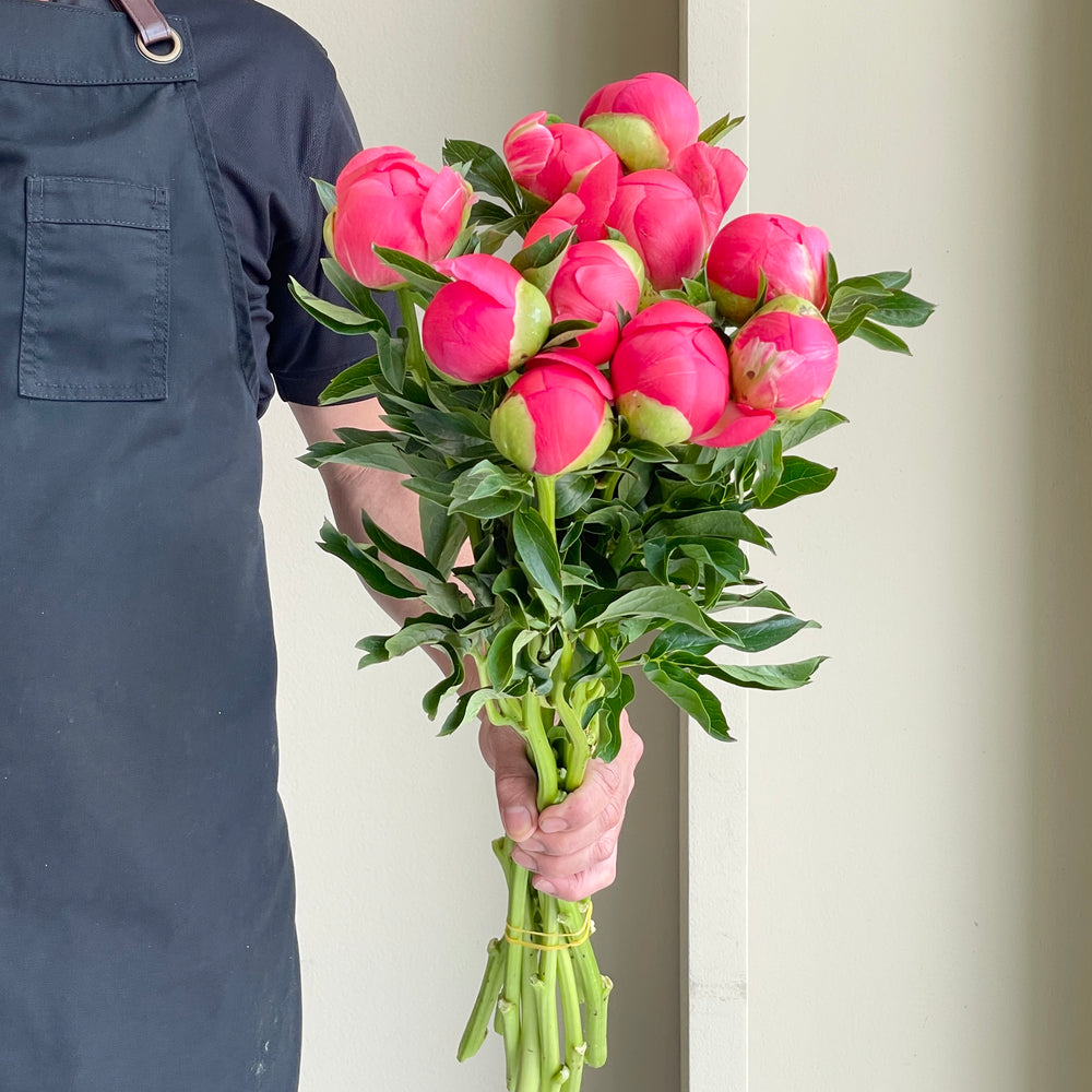 Peonies - Coral Sunset