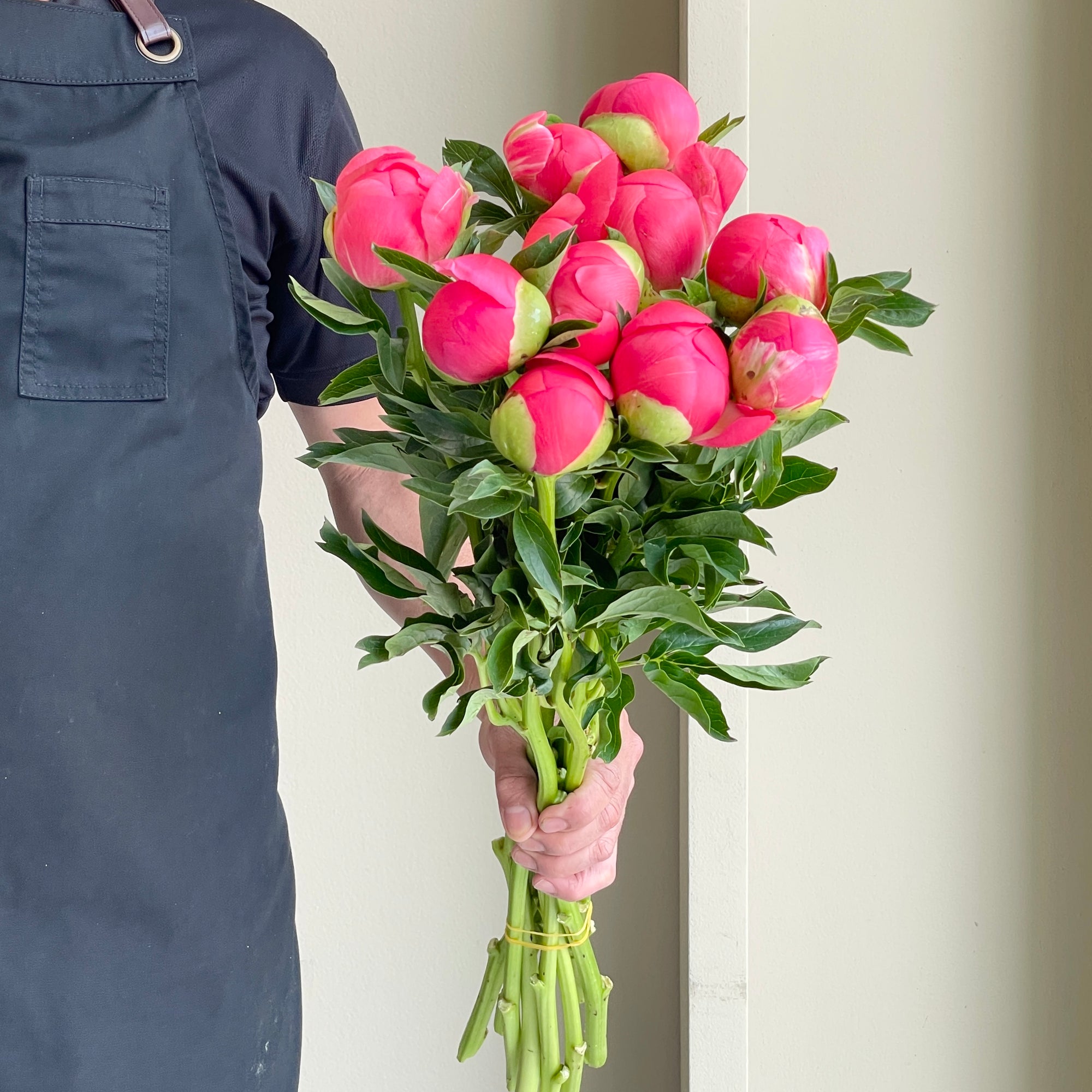 Peonies - Coral Sunset