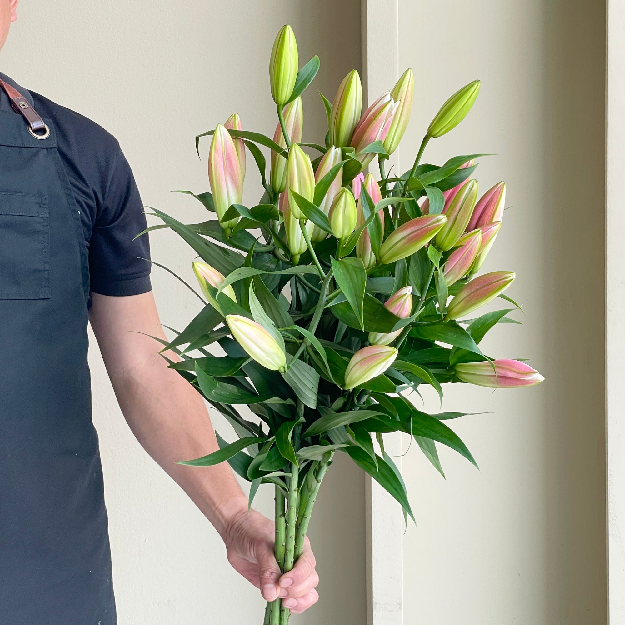 Lilies Orientpet - Master Rose Pink