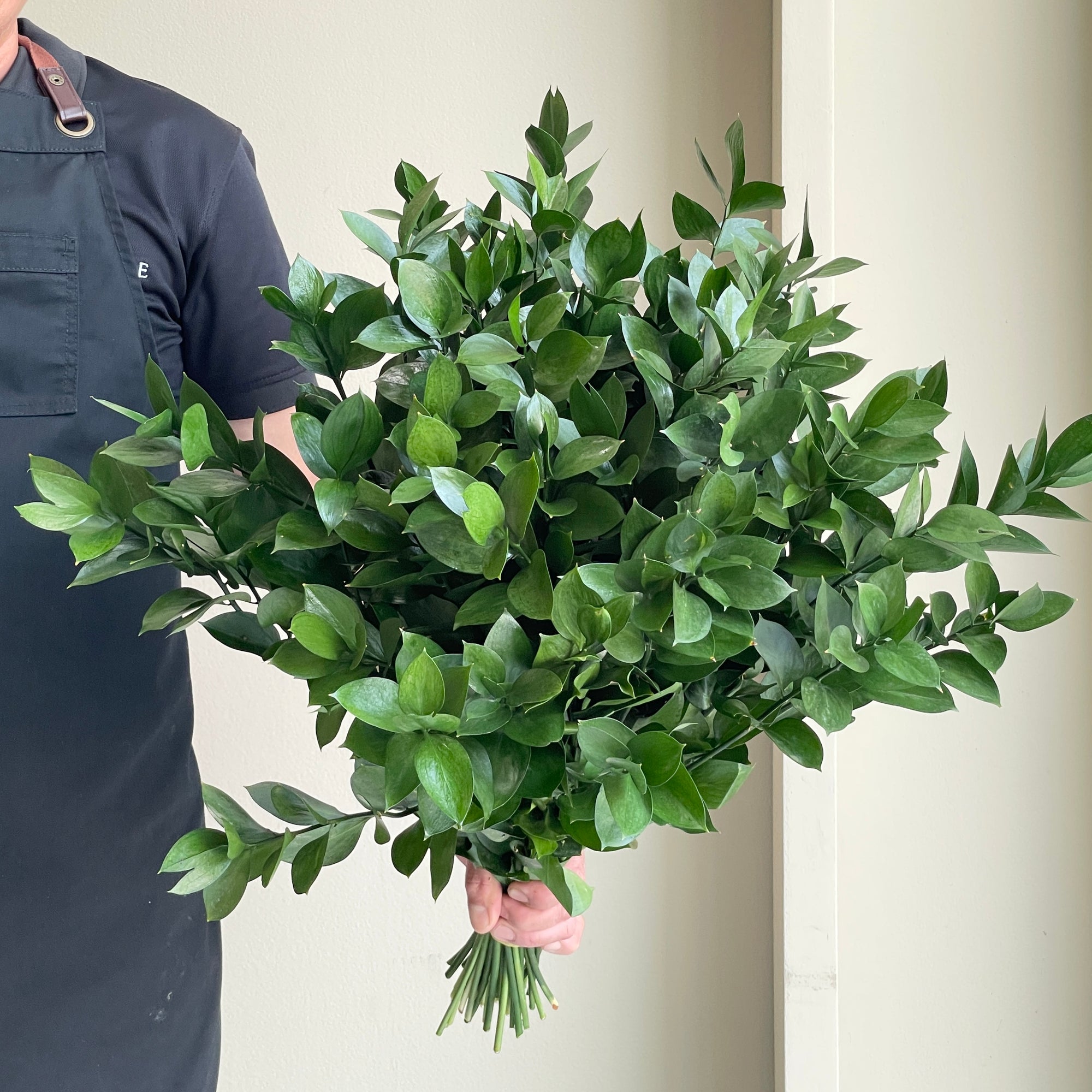 Ruscus