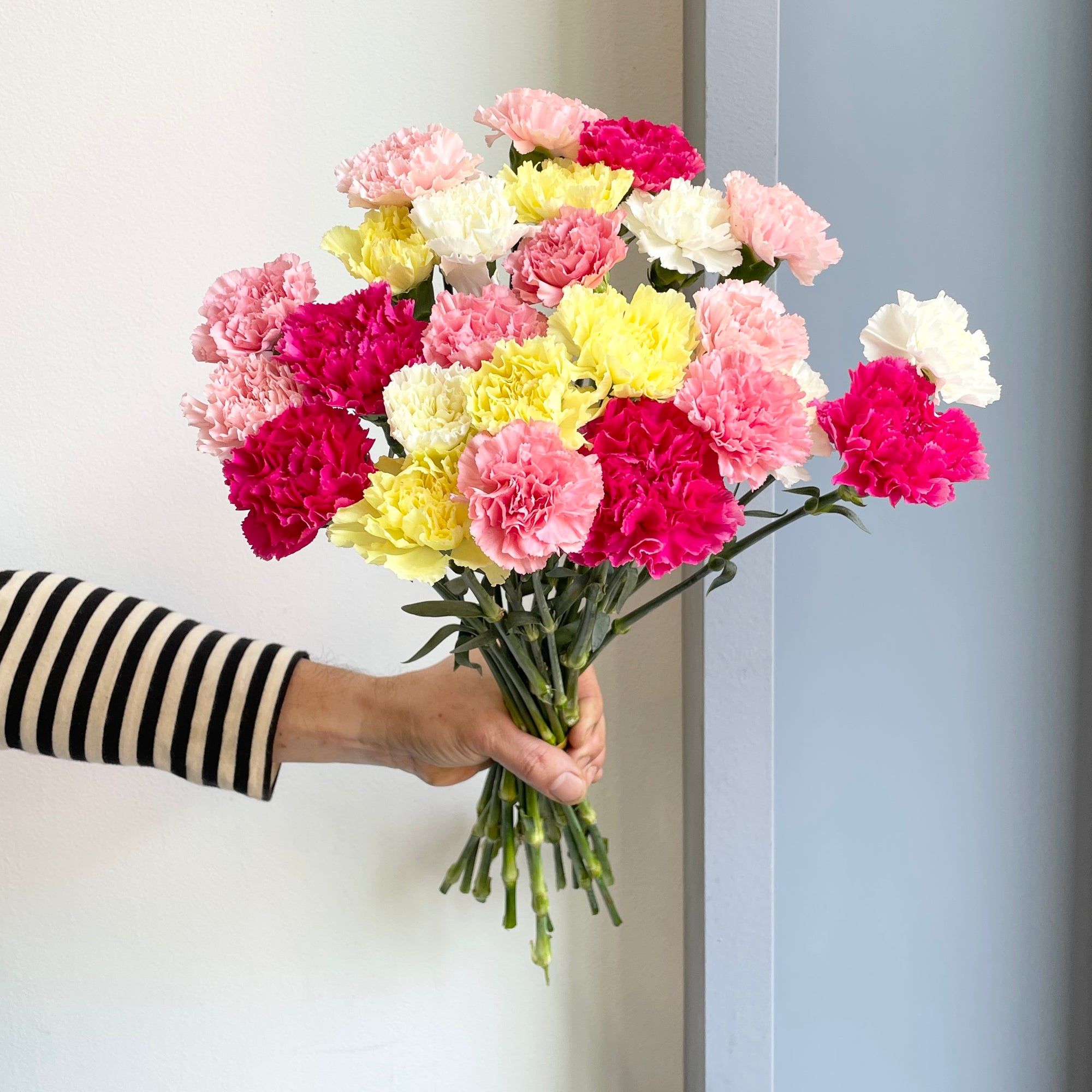 Carnations Mix - Spring Delight