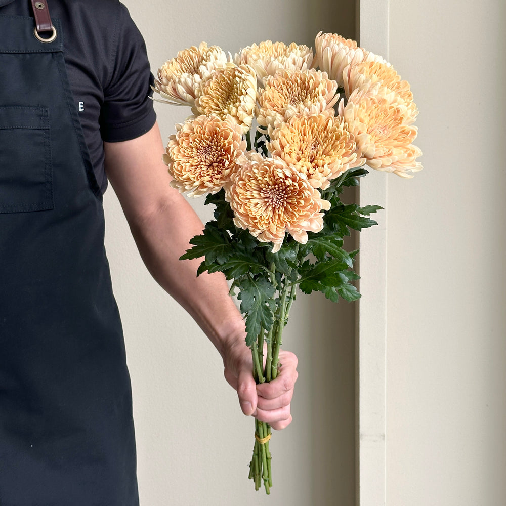 Chrysanthemums Deco - Linette Peach
