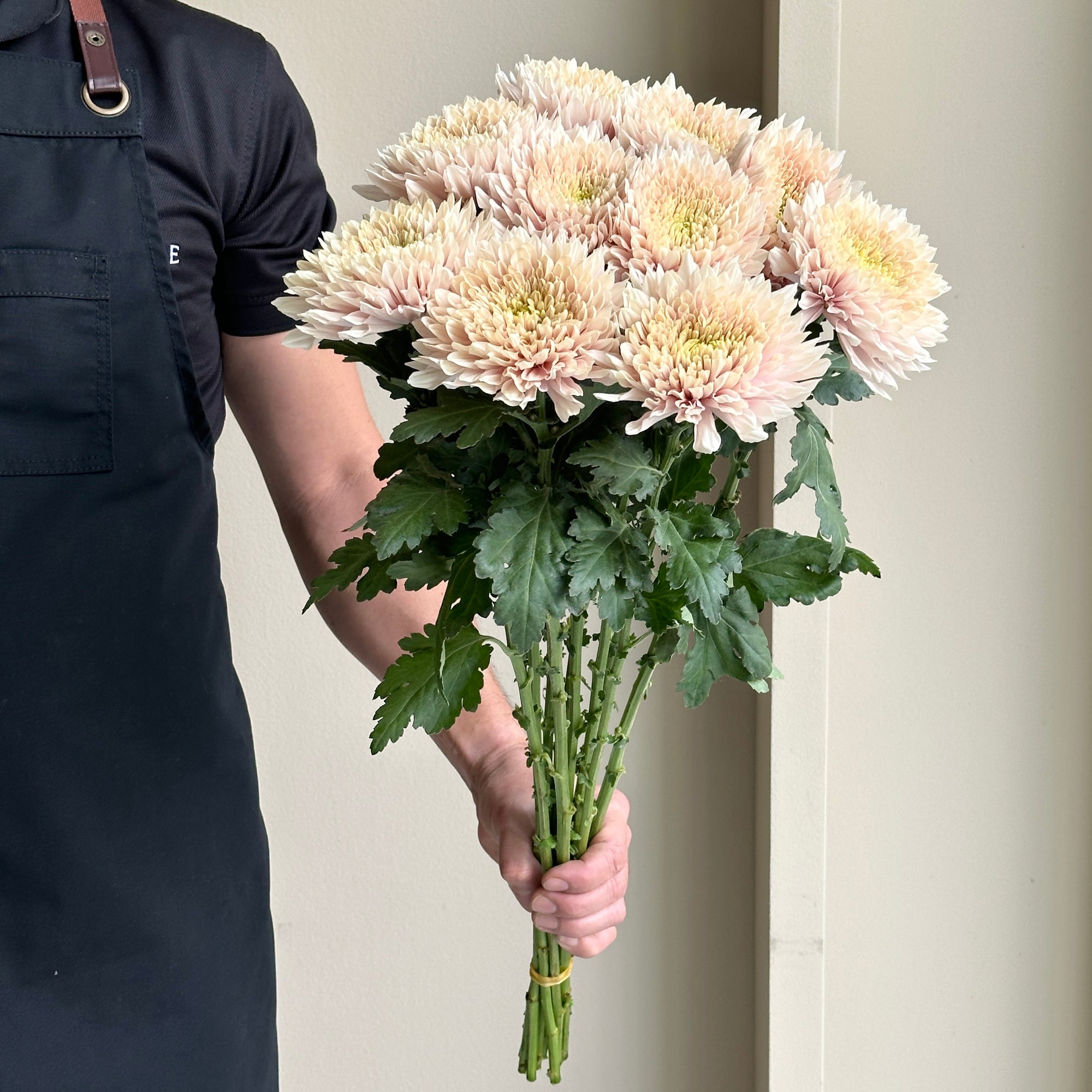 Chrysanthemums - Cremon Romancero Pink
