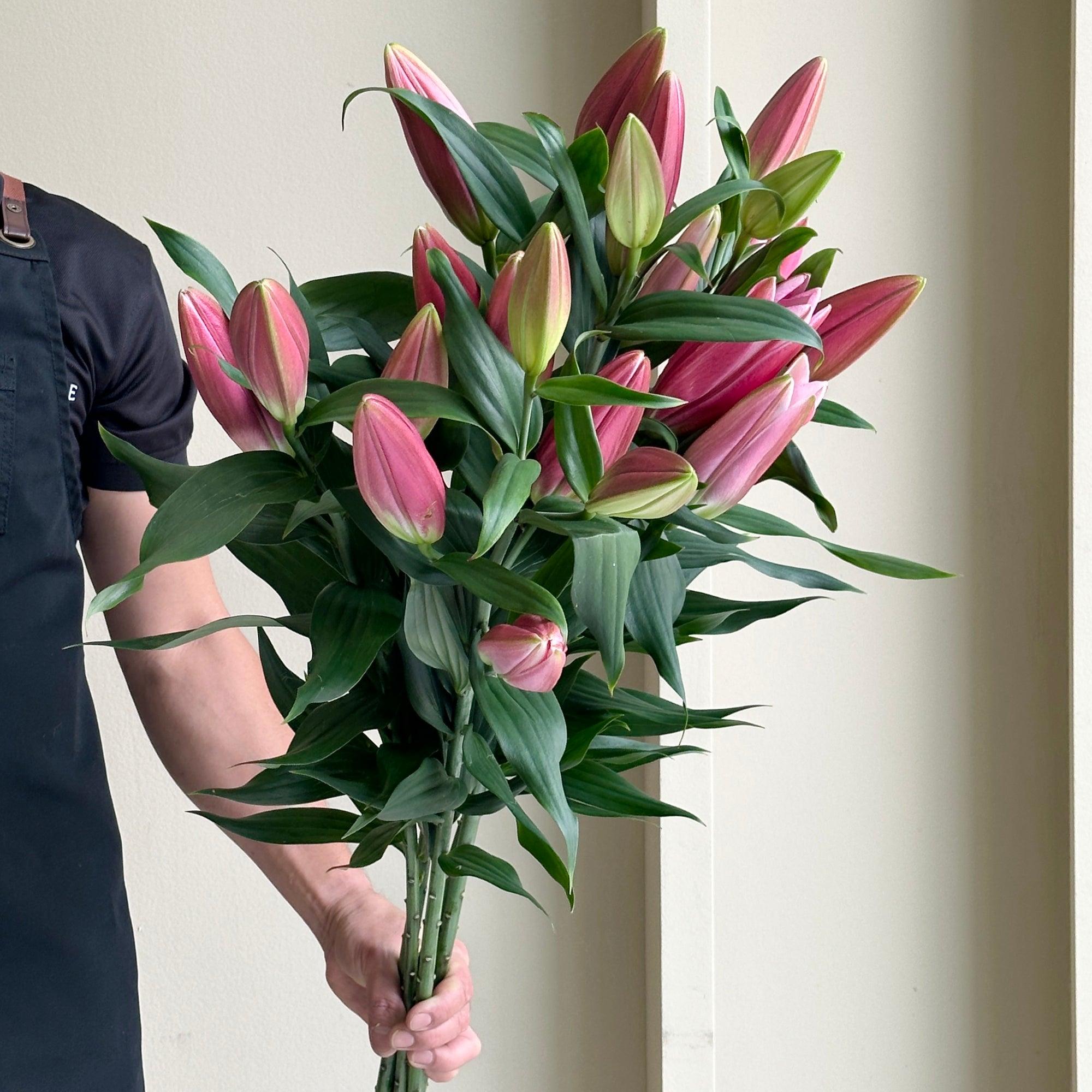 Lilies Orientpet - Seattle Hot Pink