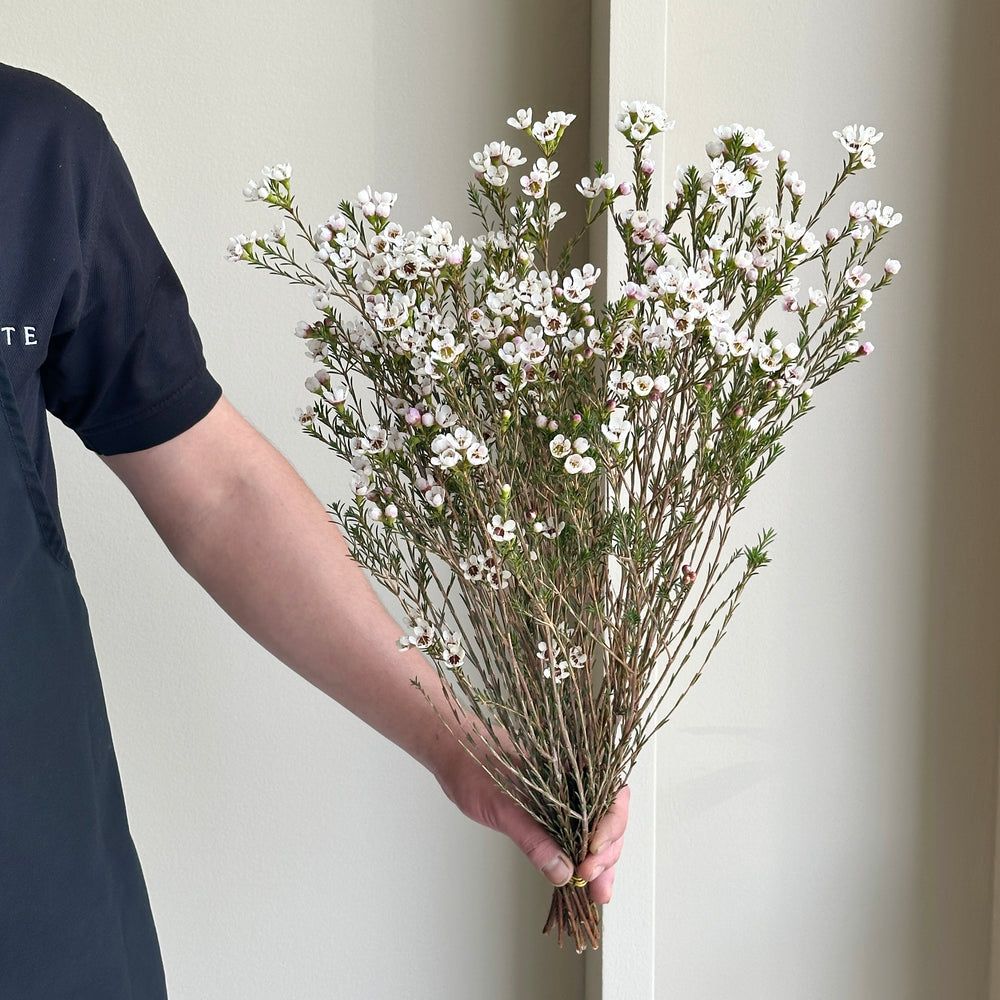 Wax Flower - Moonlight Delight White (15 stems)