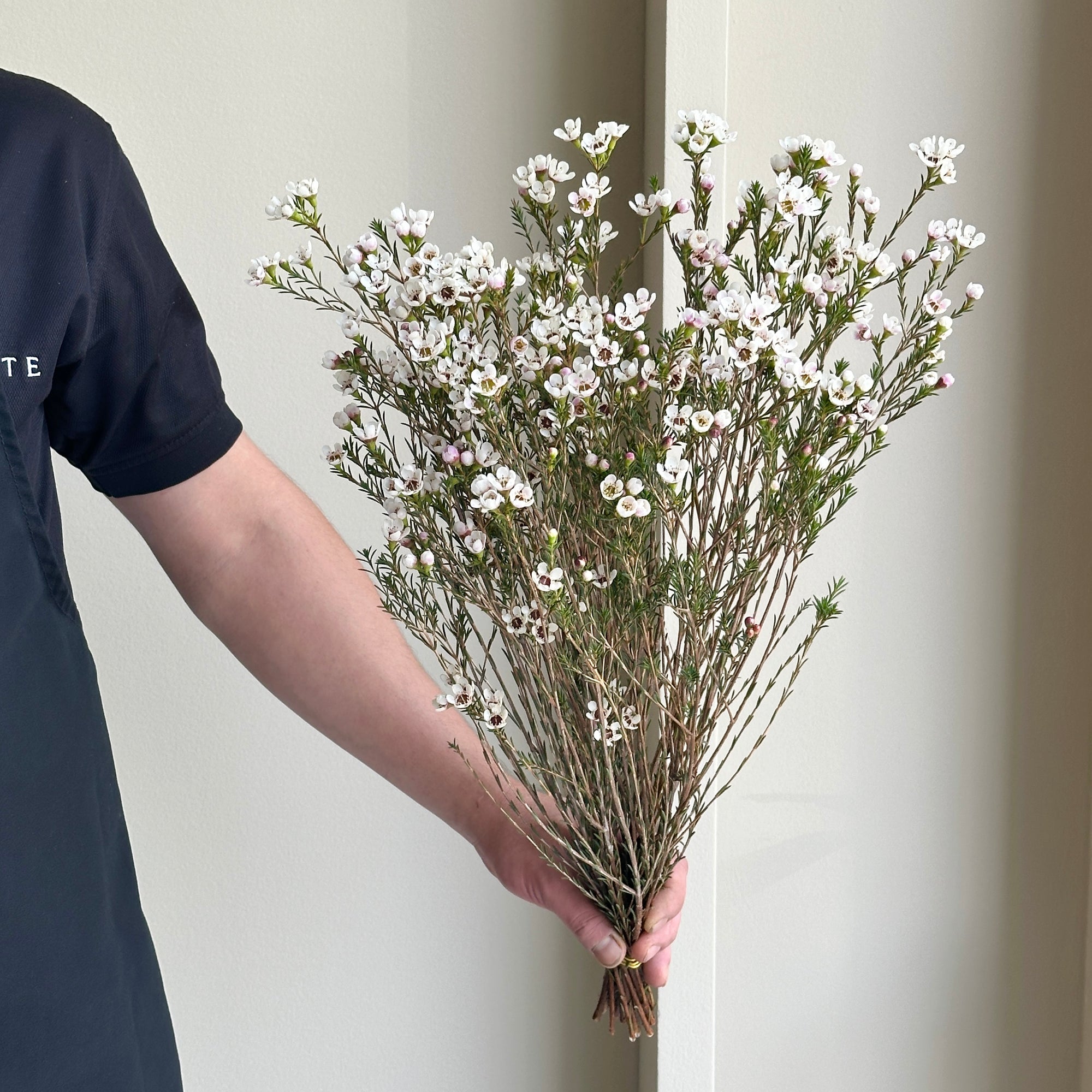 Wax Flower - Moonlight Delight White (15 stems)