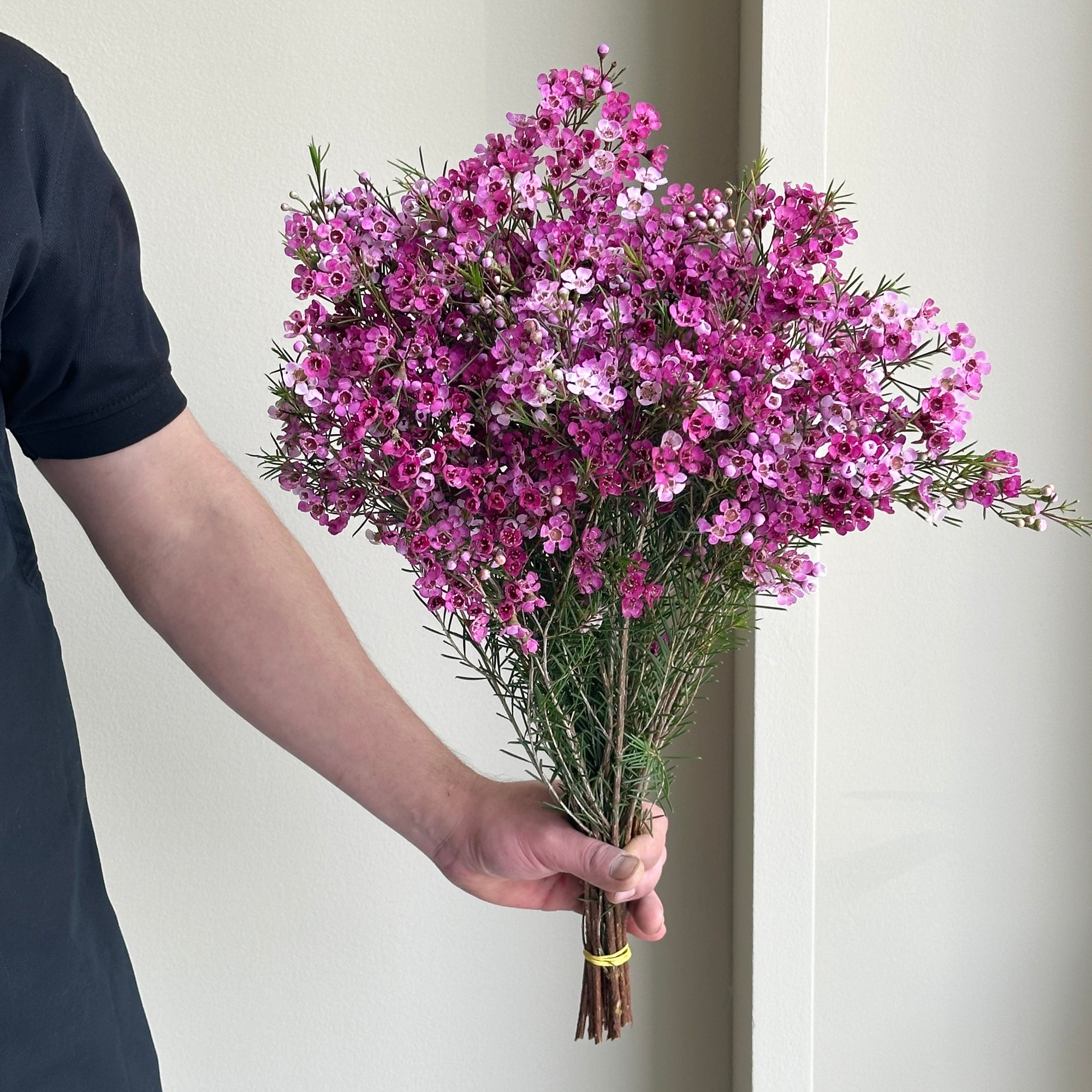 Wax Flower - Maya Purple (15 stems)