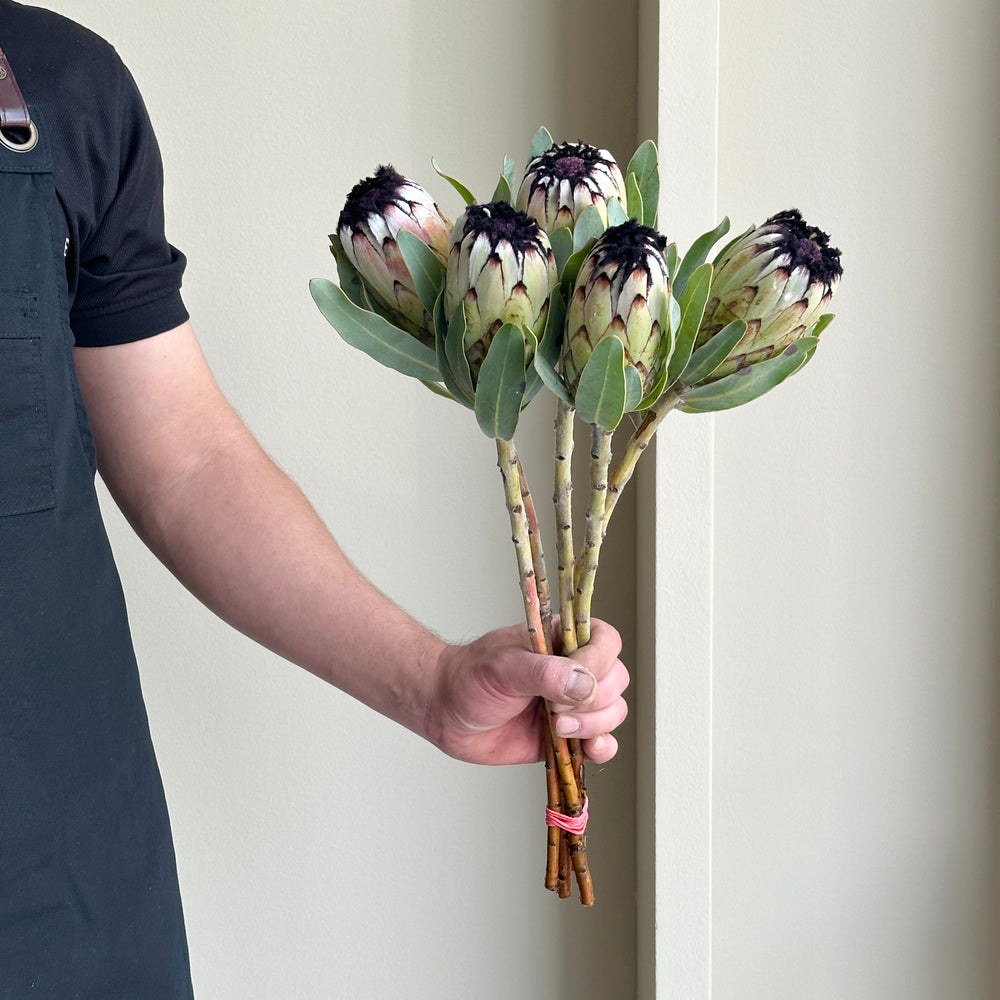 Protea Niobe (5 stems)