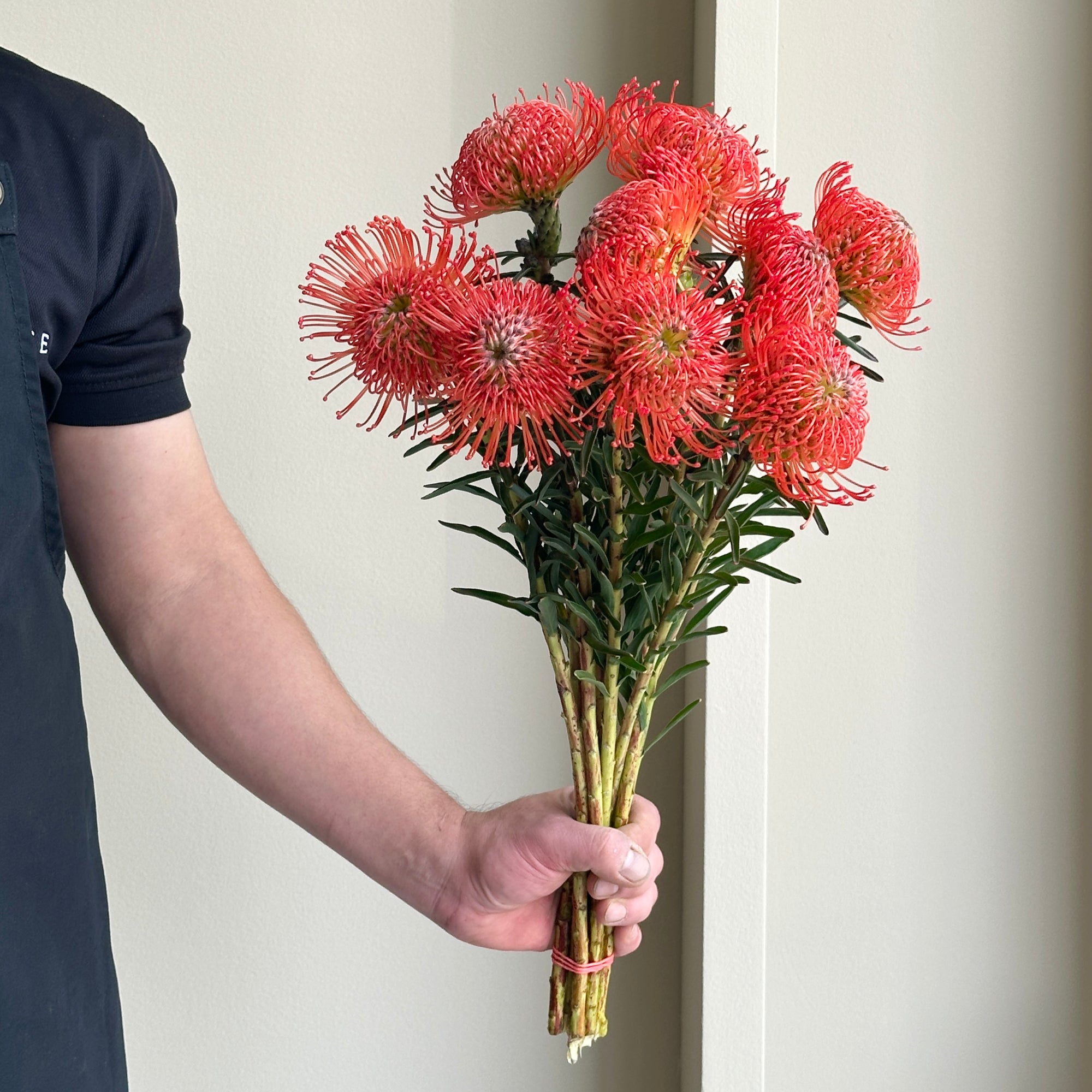 Leucospermum - Succession Red