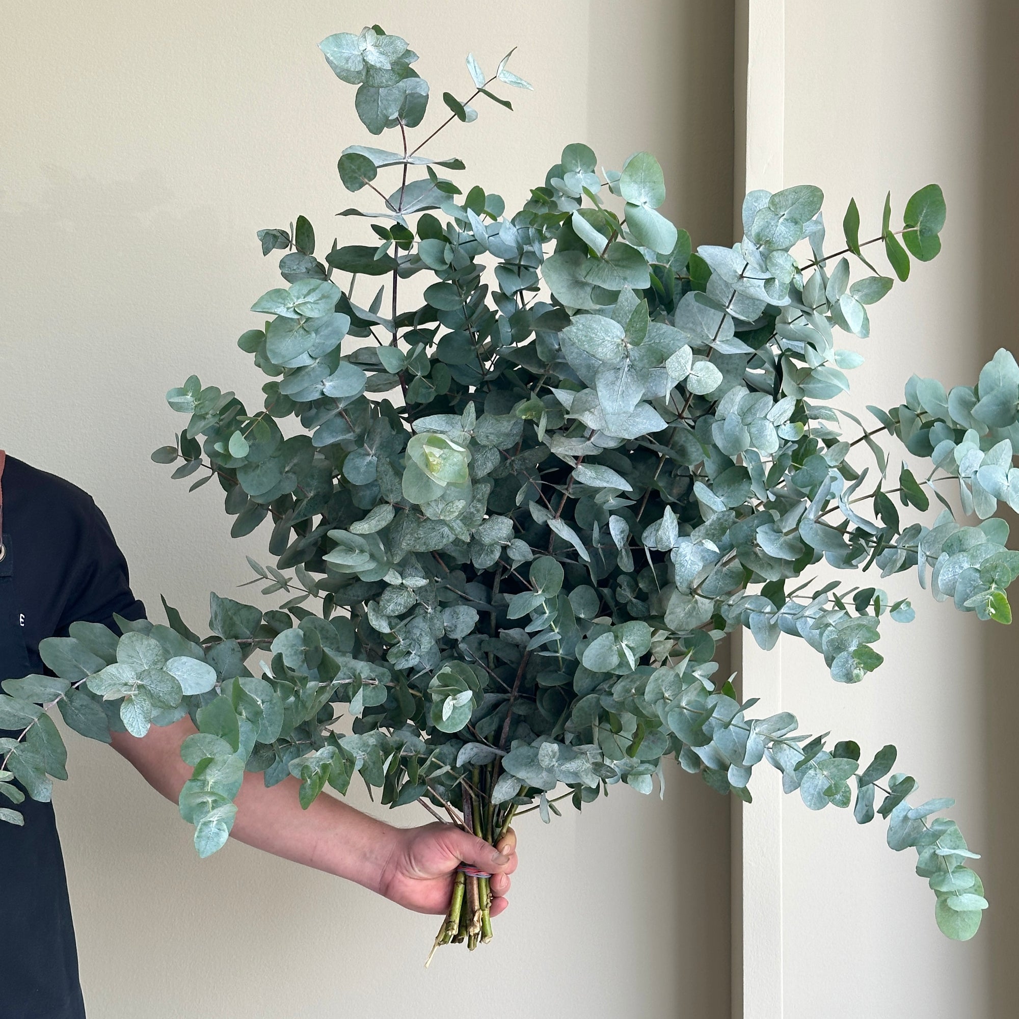 Eucalyptus Cinerea (90cm)