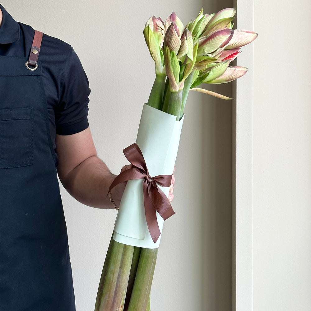 Amaryllis - Superstar (6 Stems)