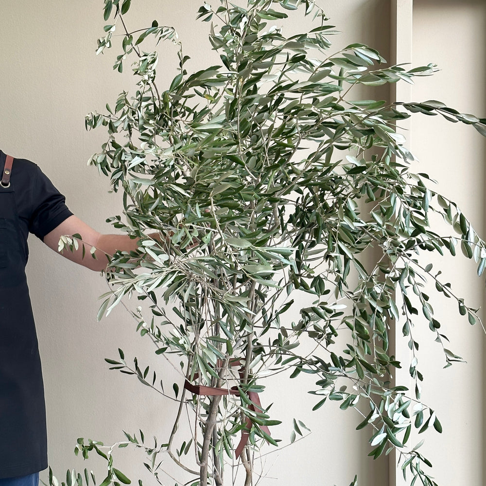 Olive Branches Super Tall (200cm)