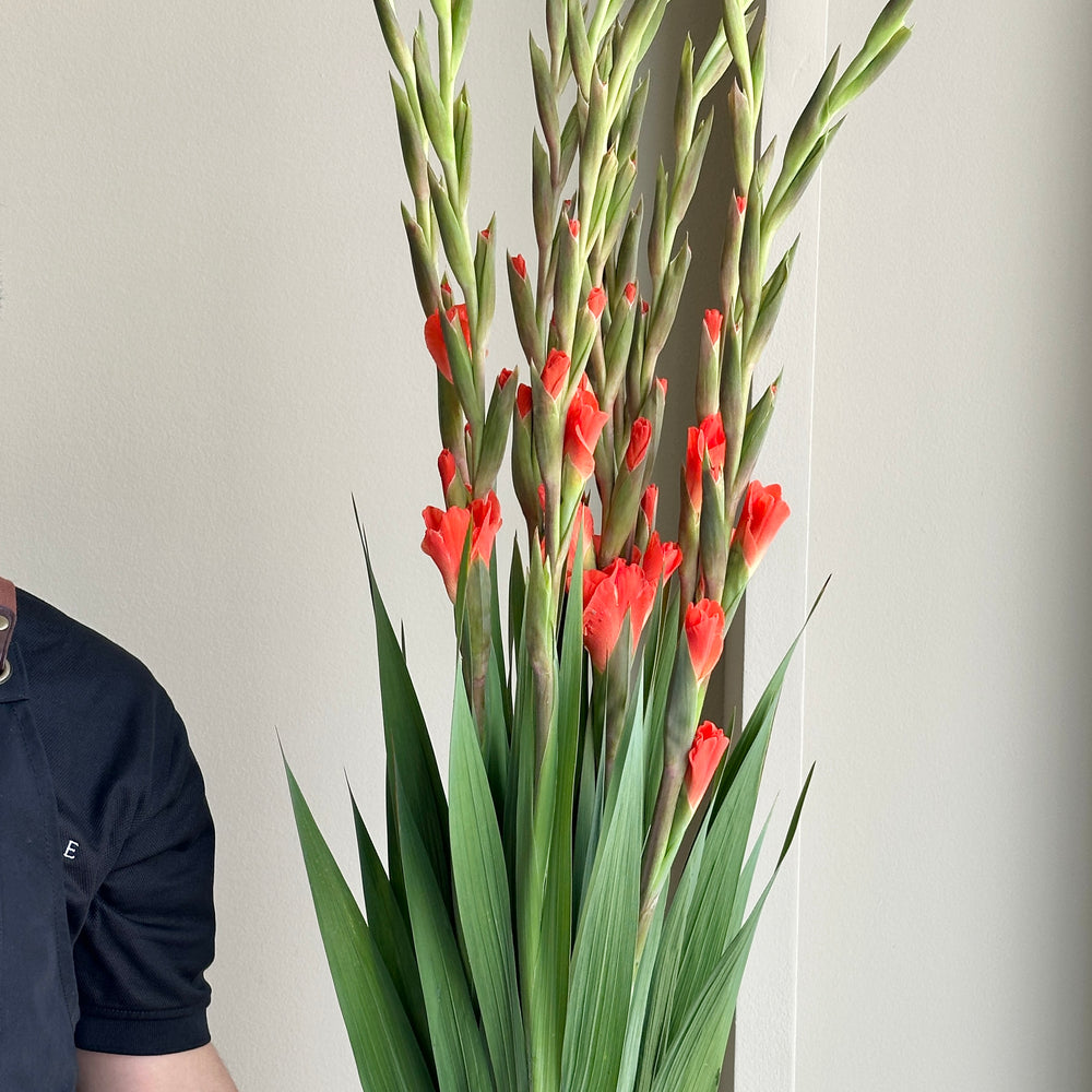 Gladioli - Live Oak Orange