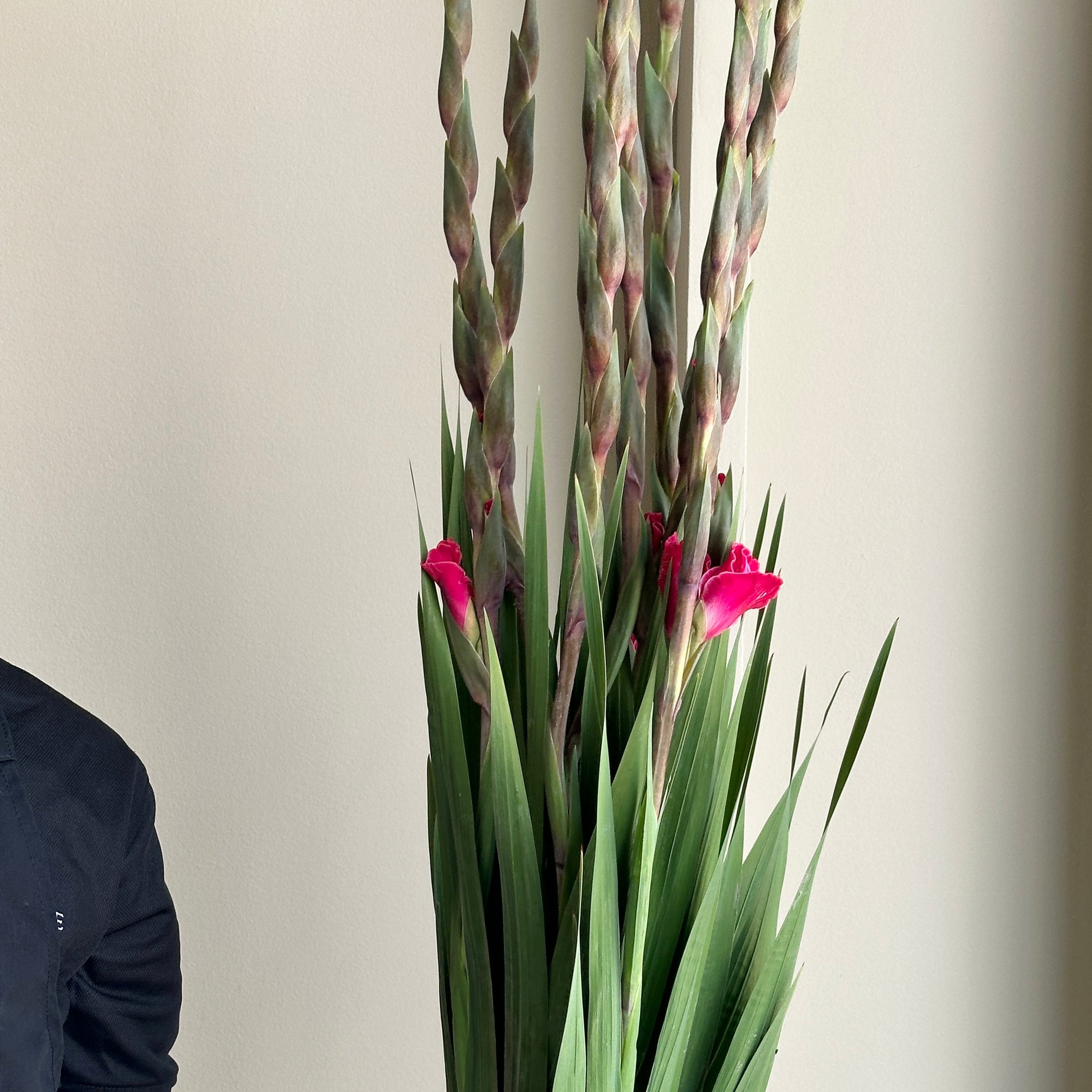 Gladioli - Fairytale Hot Pink